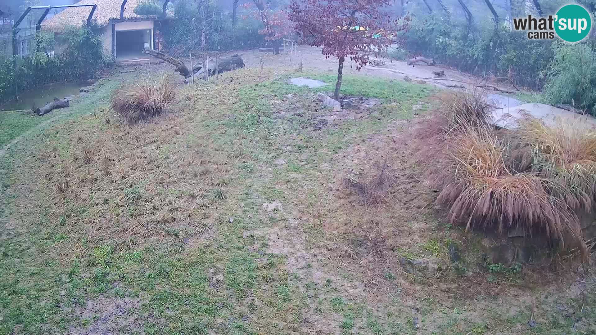 Ljubljana Zoo webcam Lion