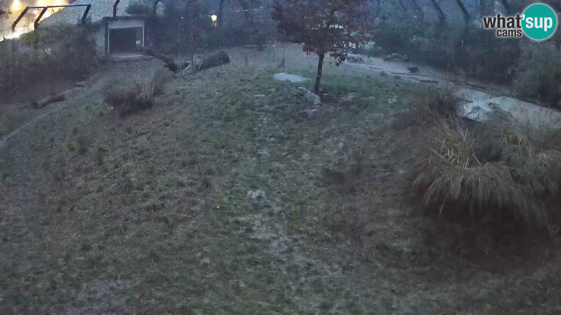 Zoo Ljubljana webcam Löwen