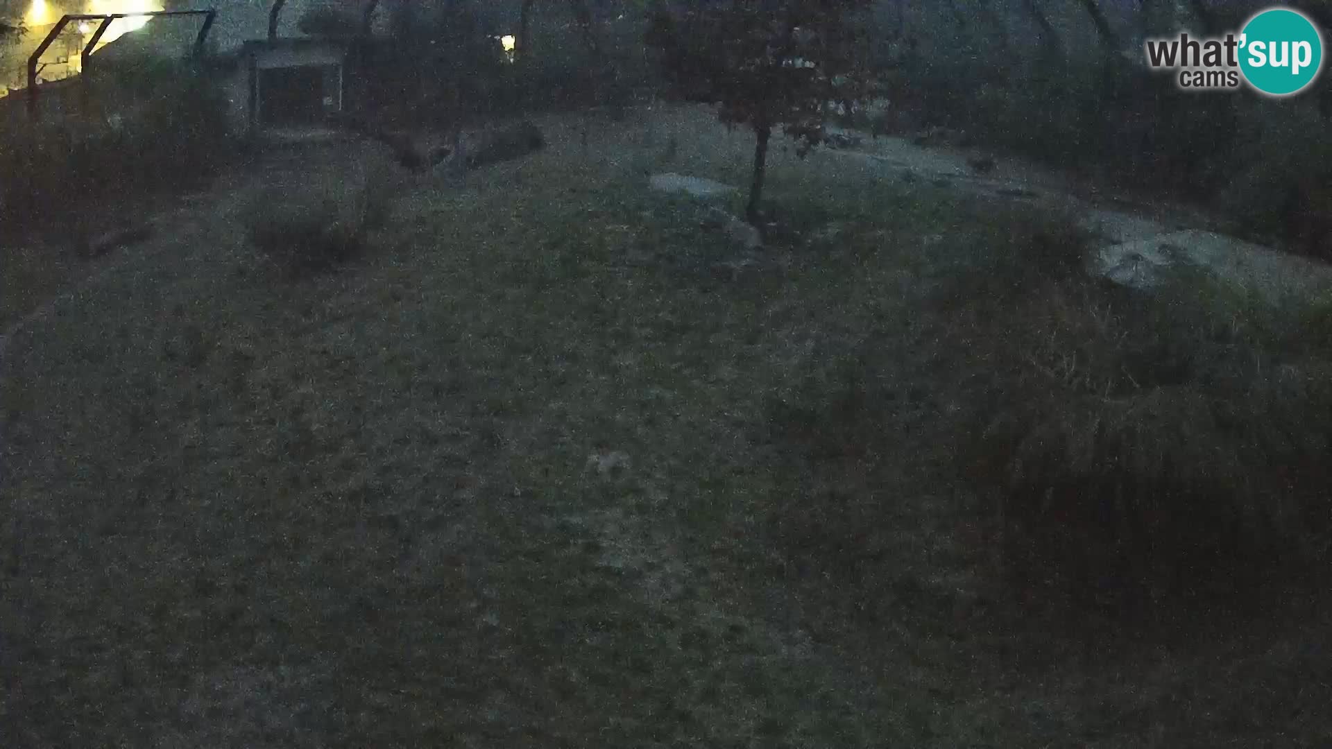 Ljubljana Zoo webcam Lion