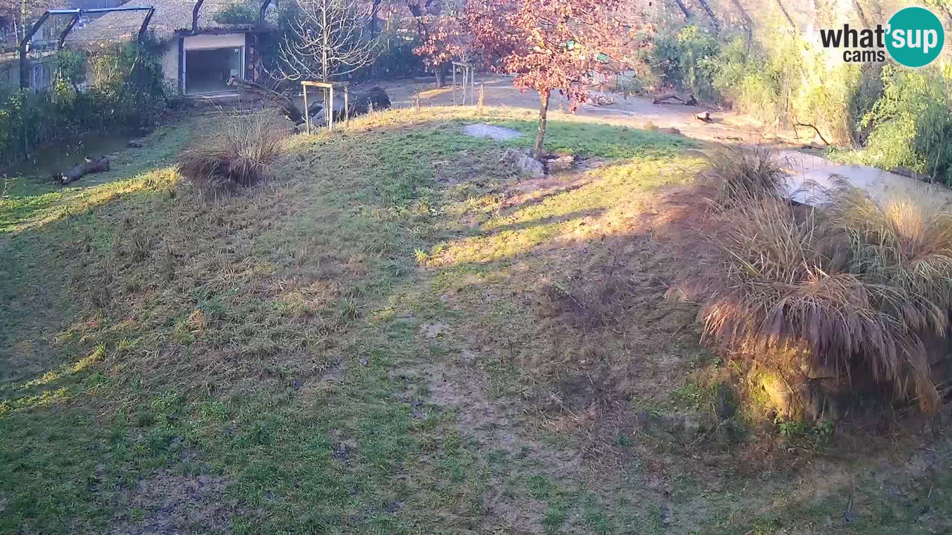 Zoo Ljubljana web kamera Lavovi