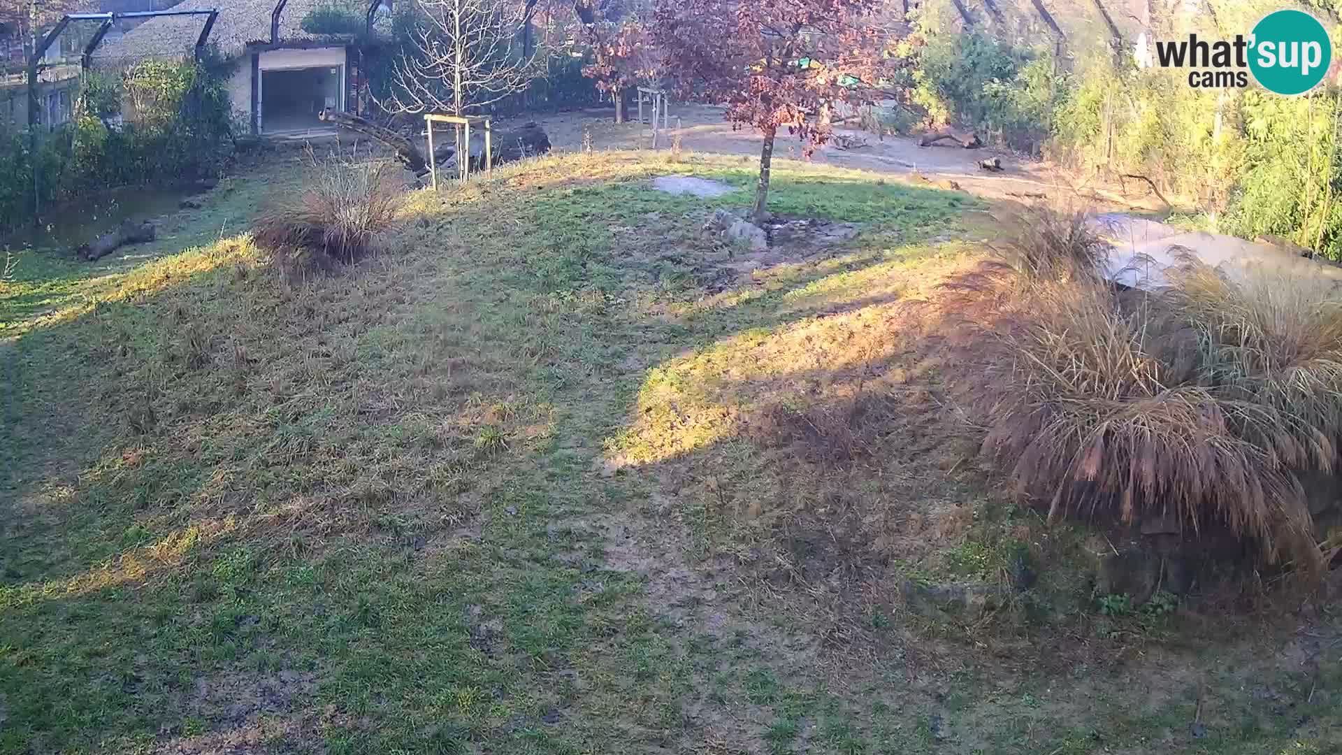 Live Ljubljana Zoo webcam Lion