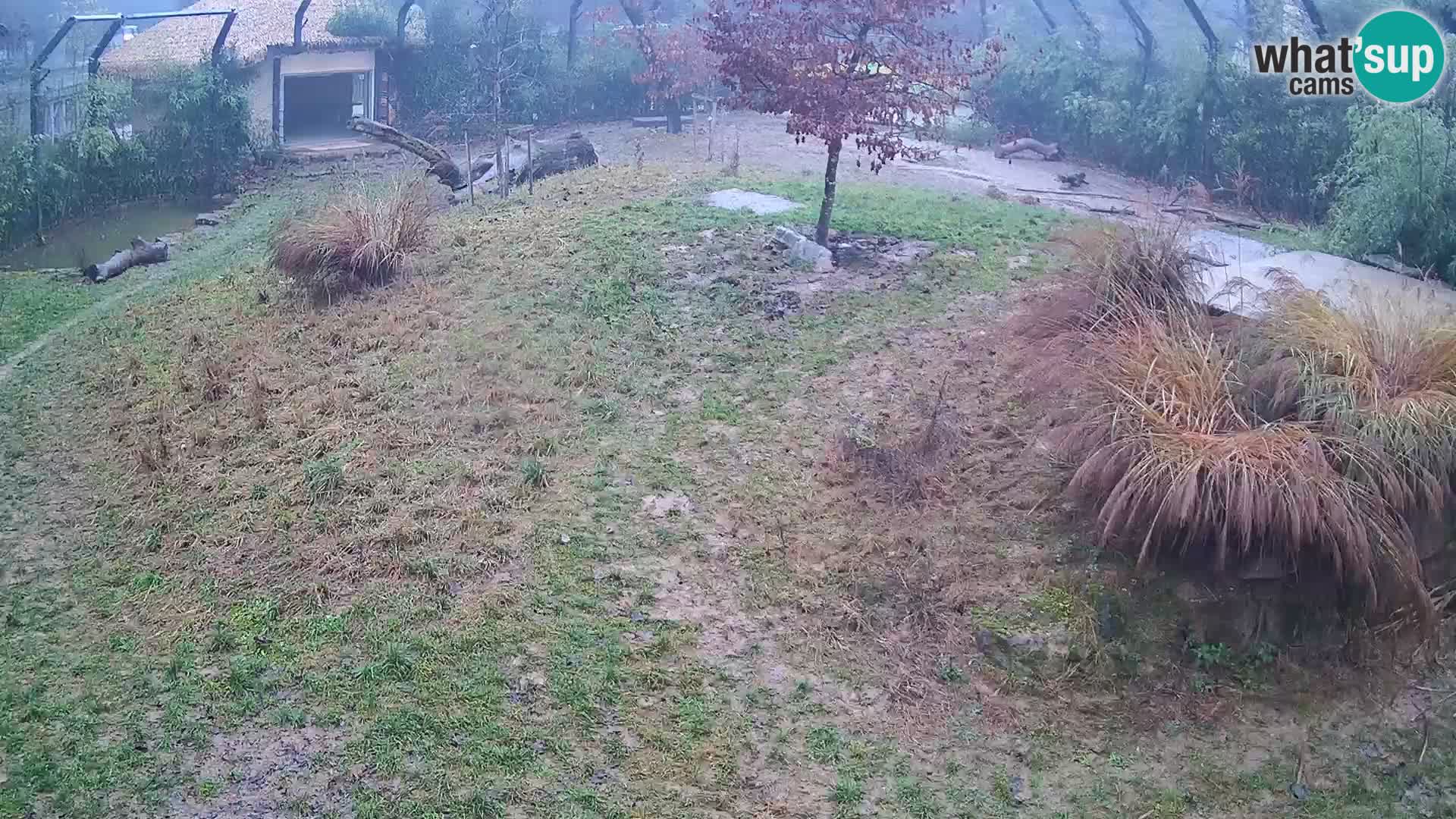 Ljubljana Zoo webcam Lion