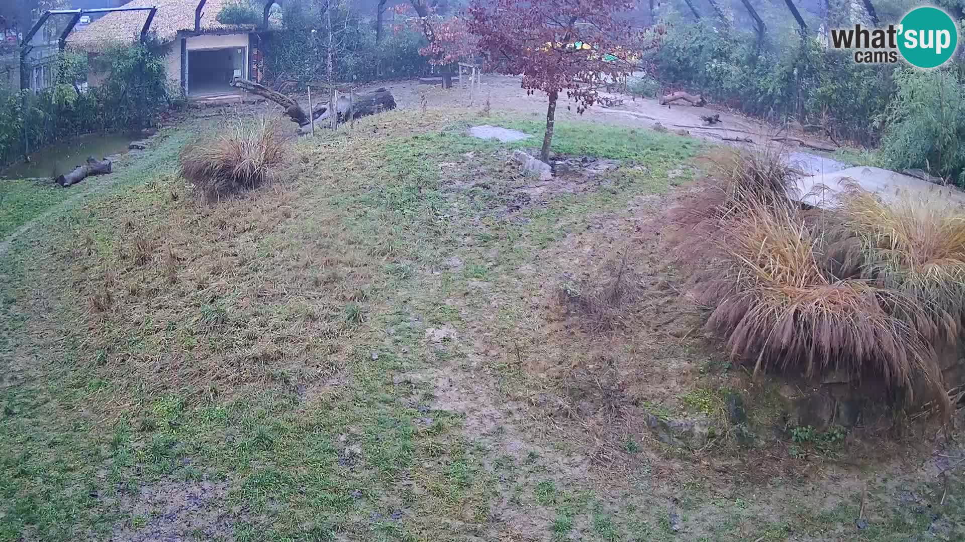 Zoo Lubiana live webcam Leoni