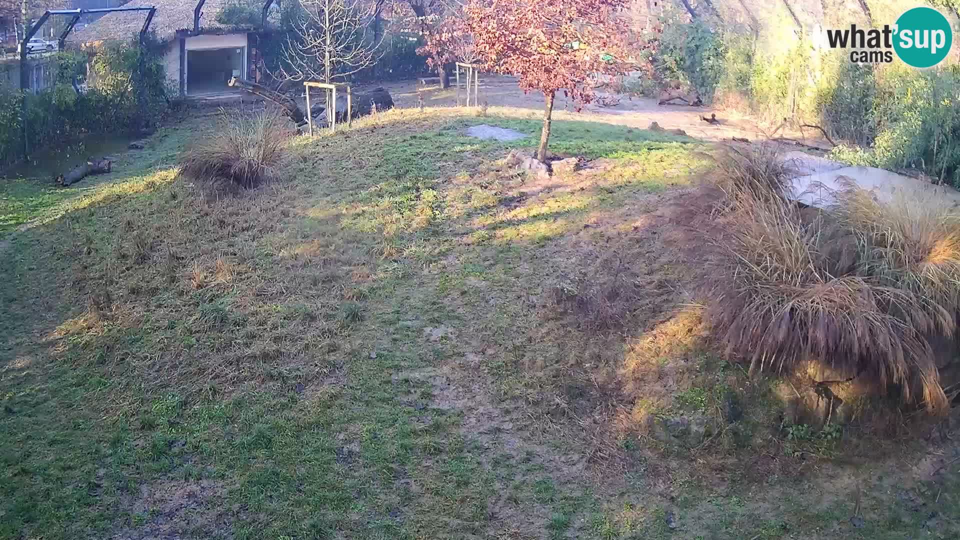 Zoo Ljubljana camera en vivo Leones