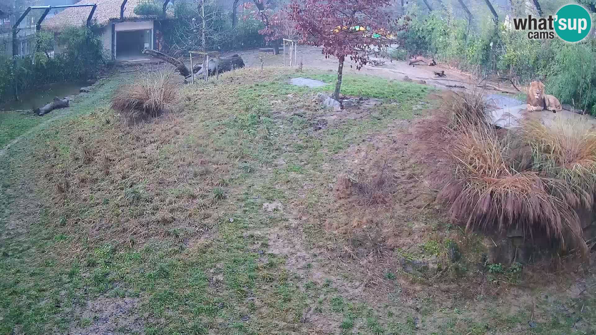 Zoo Lubiana live webcam Leoni
