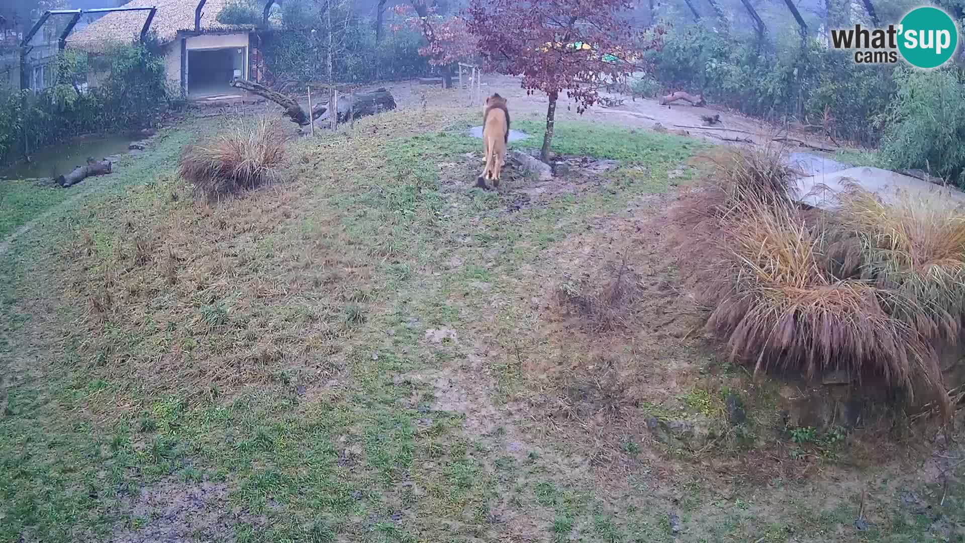 Zoo Lubiana live webcam Leoni
