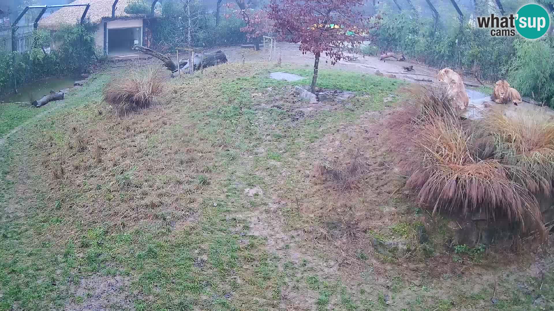 Zoo Ljubljana webcam Löwen