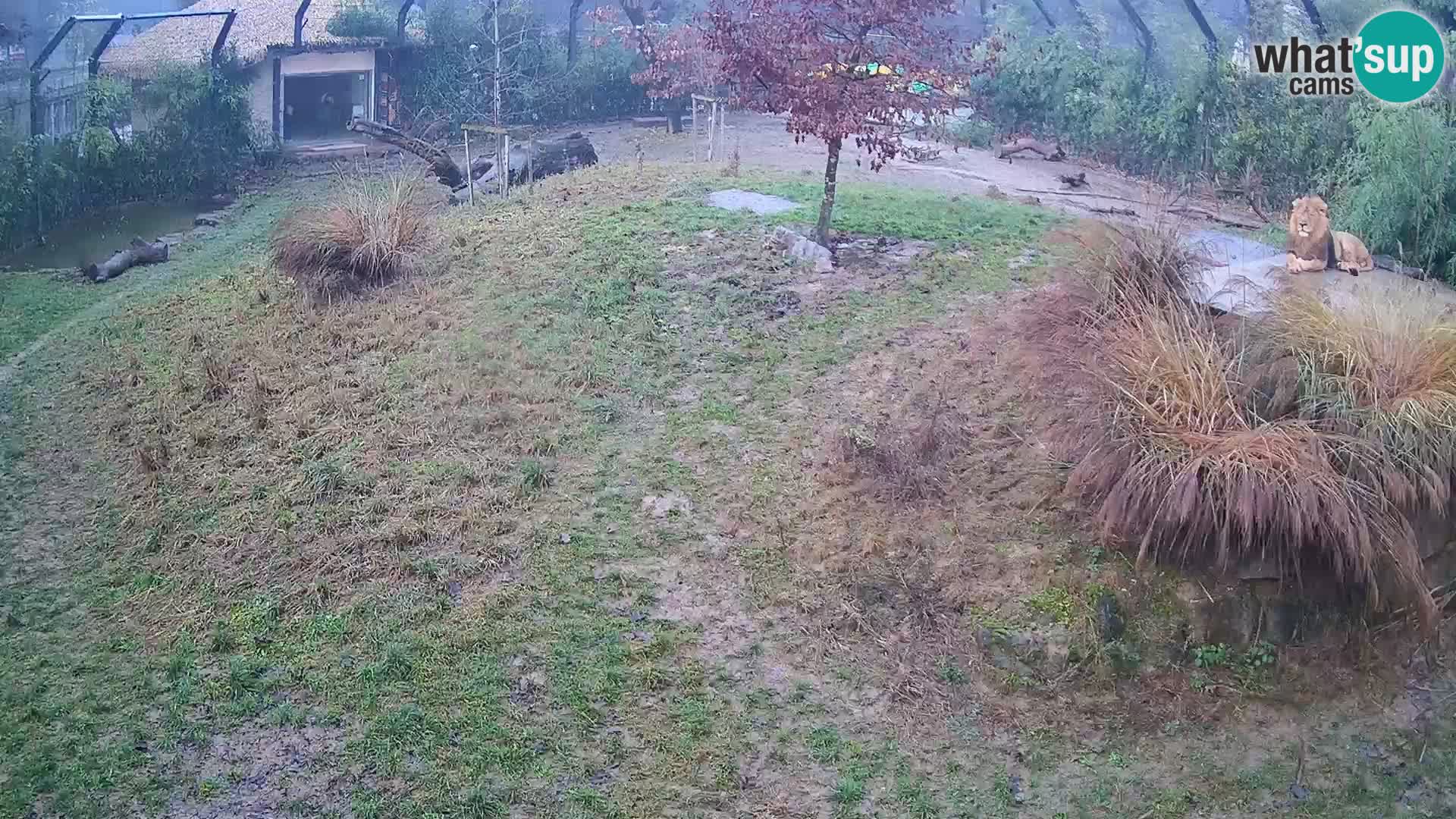 Zoo Ljubljana webcam Löwen