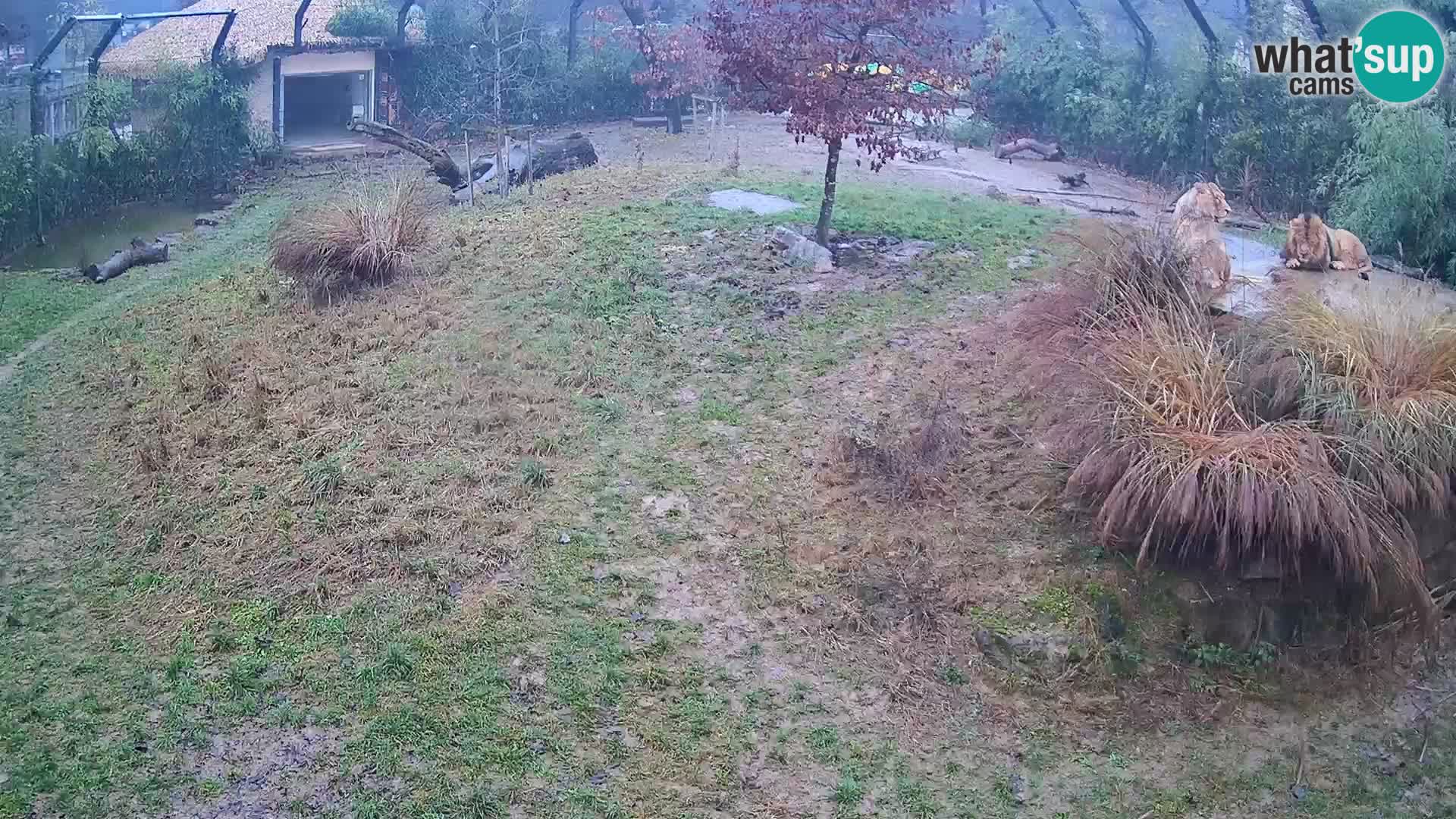 Live Ljubljana Zoo webcam Lion