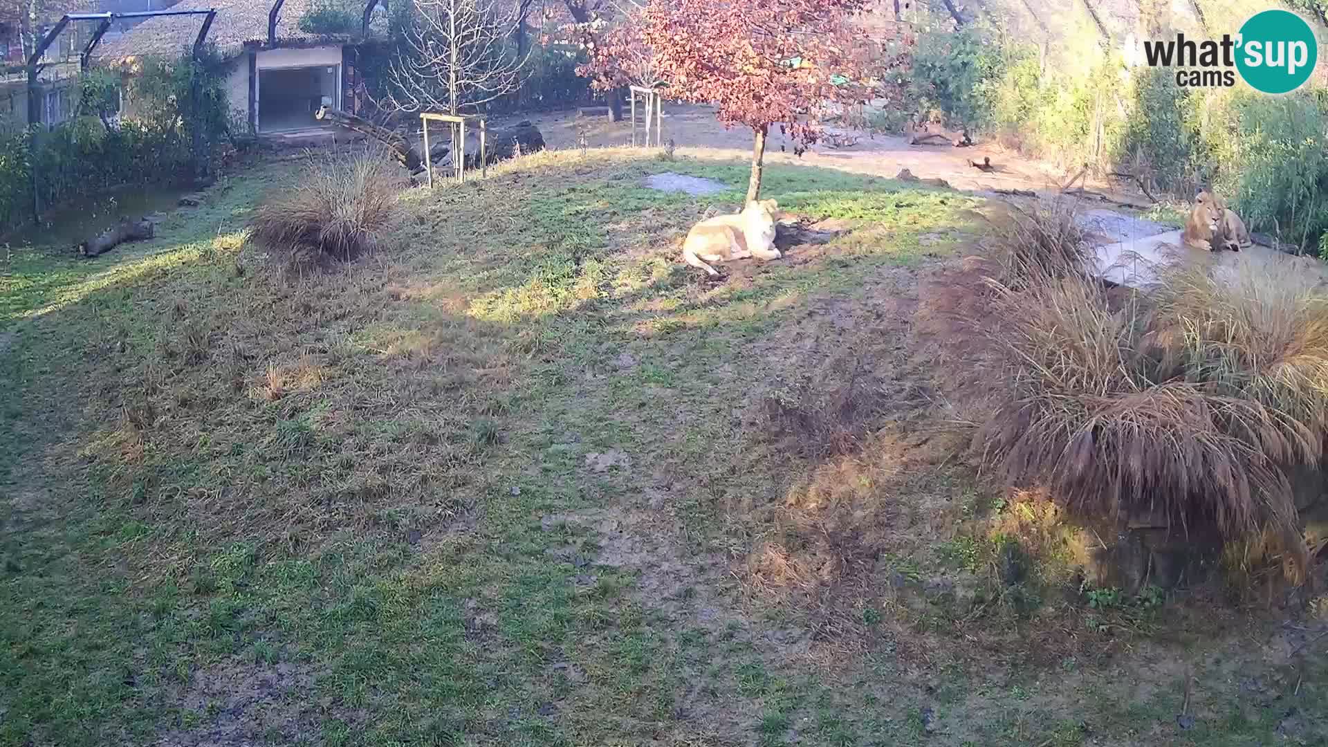 Live Ljubljana Zoo webcam Lion