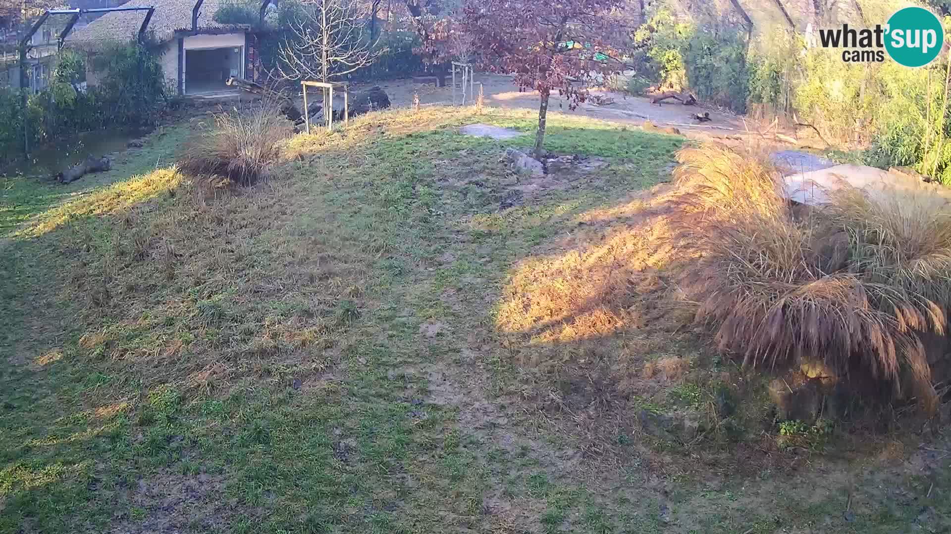 Zoo Ljubljana web kamera Lavovi