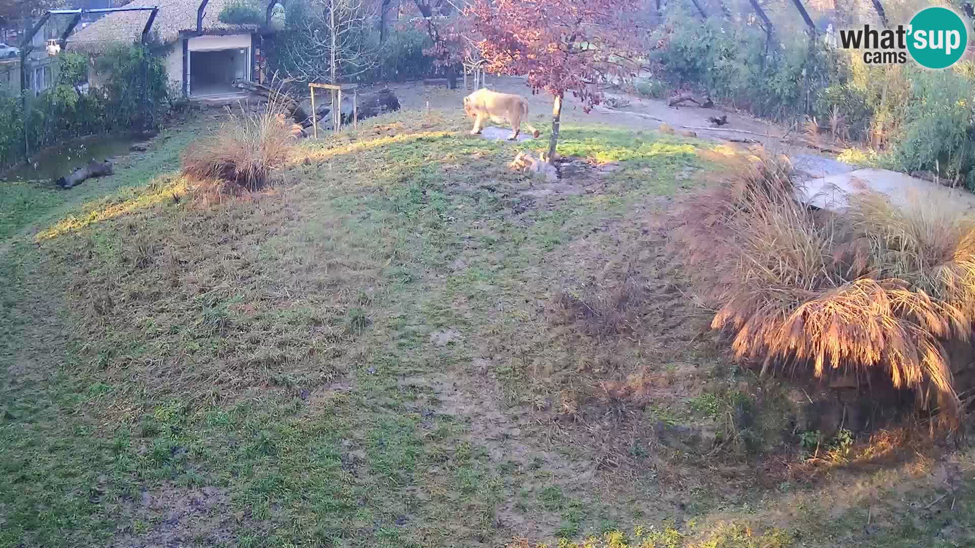 Živalski vrt Ljubljana kamera v živo Levi