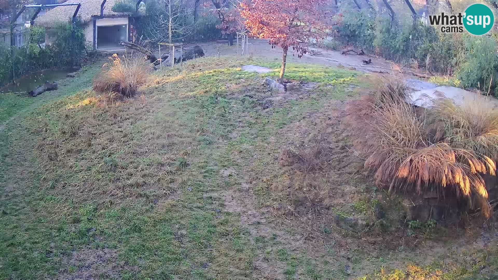 Ljubljana Zoo webcam Lion