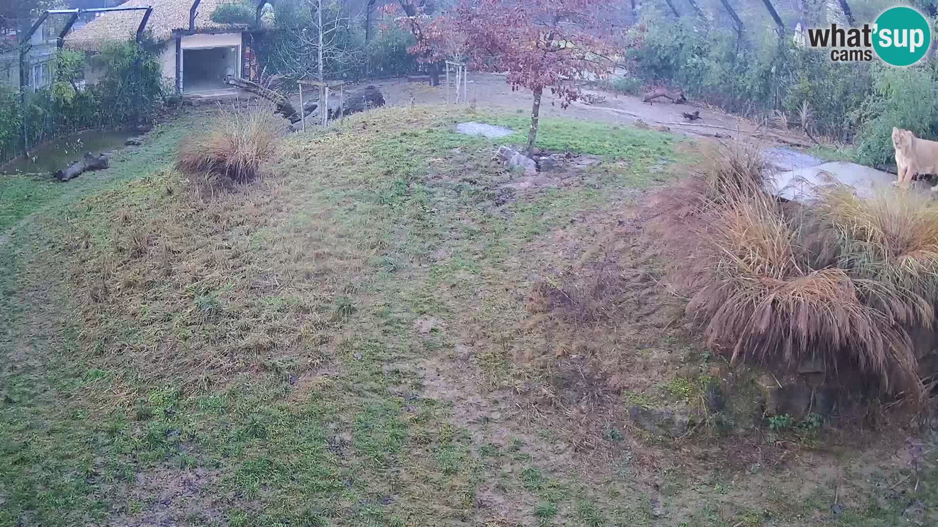 Zoo Lubiana live webcam Leoni