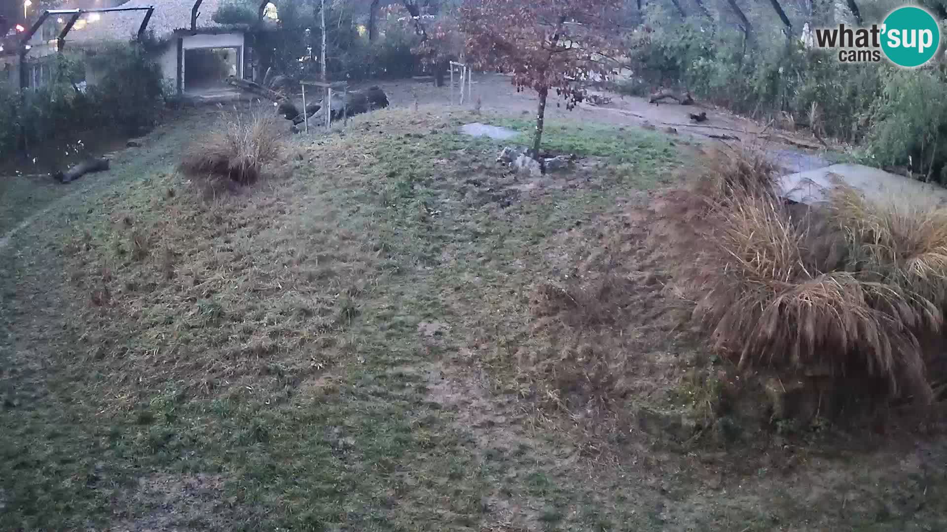 Ljubljana Zoo webcam Lion