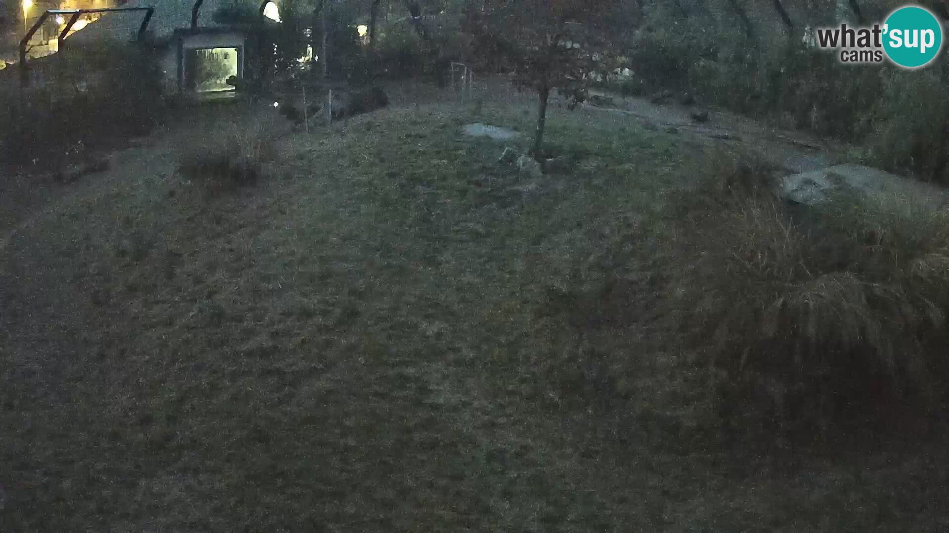 Zoo Lubiana live webcam Leoni