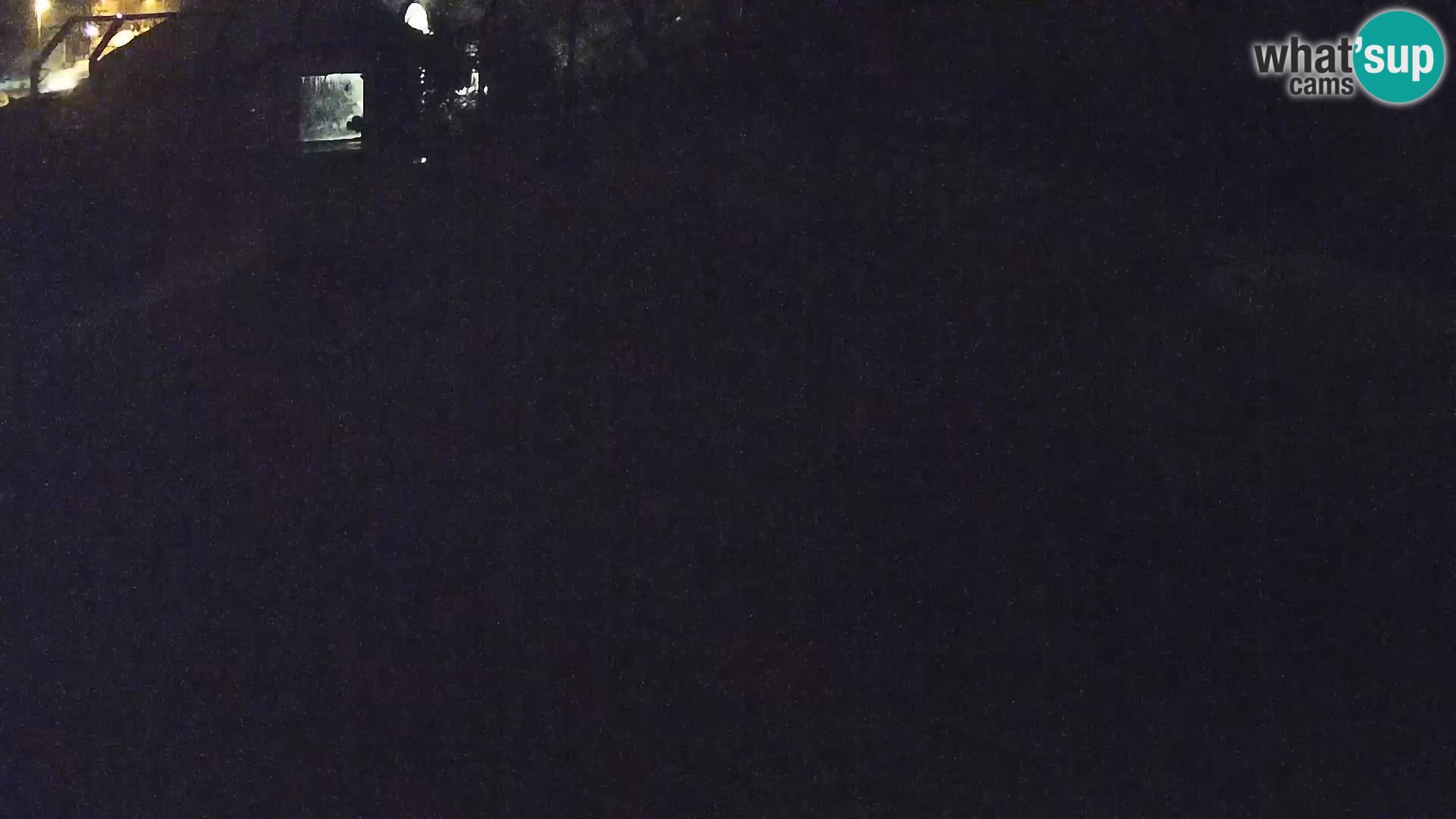 Live Ljubljana Zoo webcam Lion