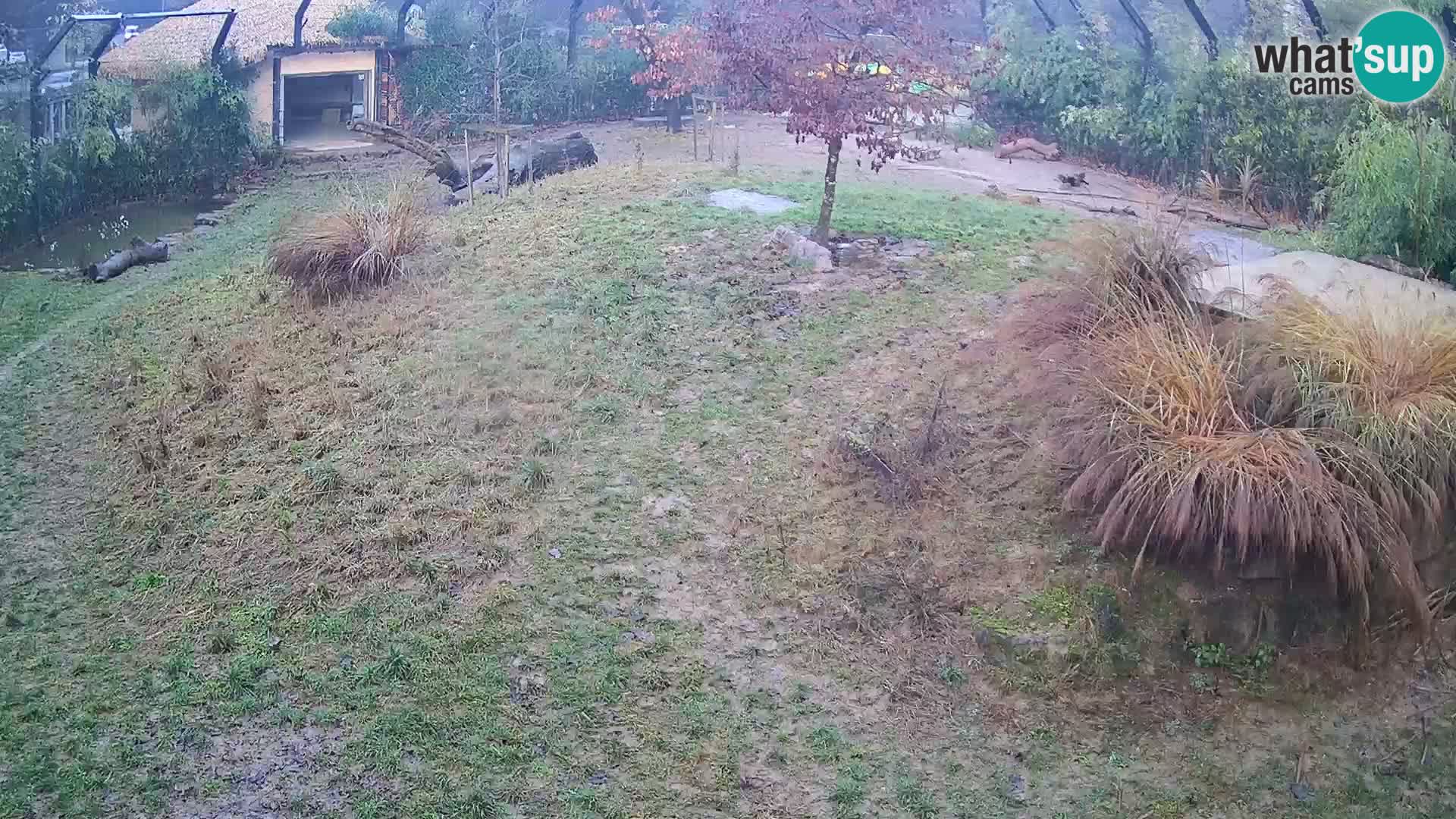 Ljubljana Zoo webcam Lion