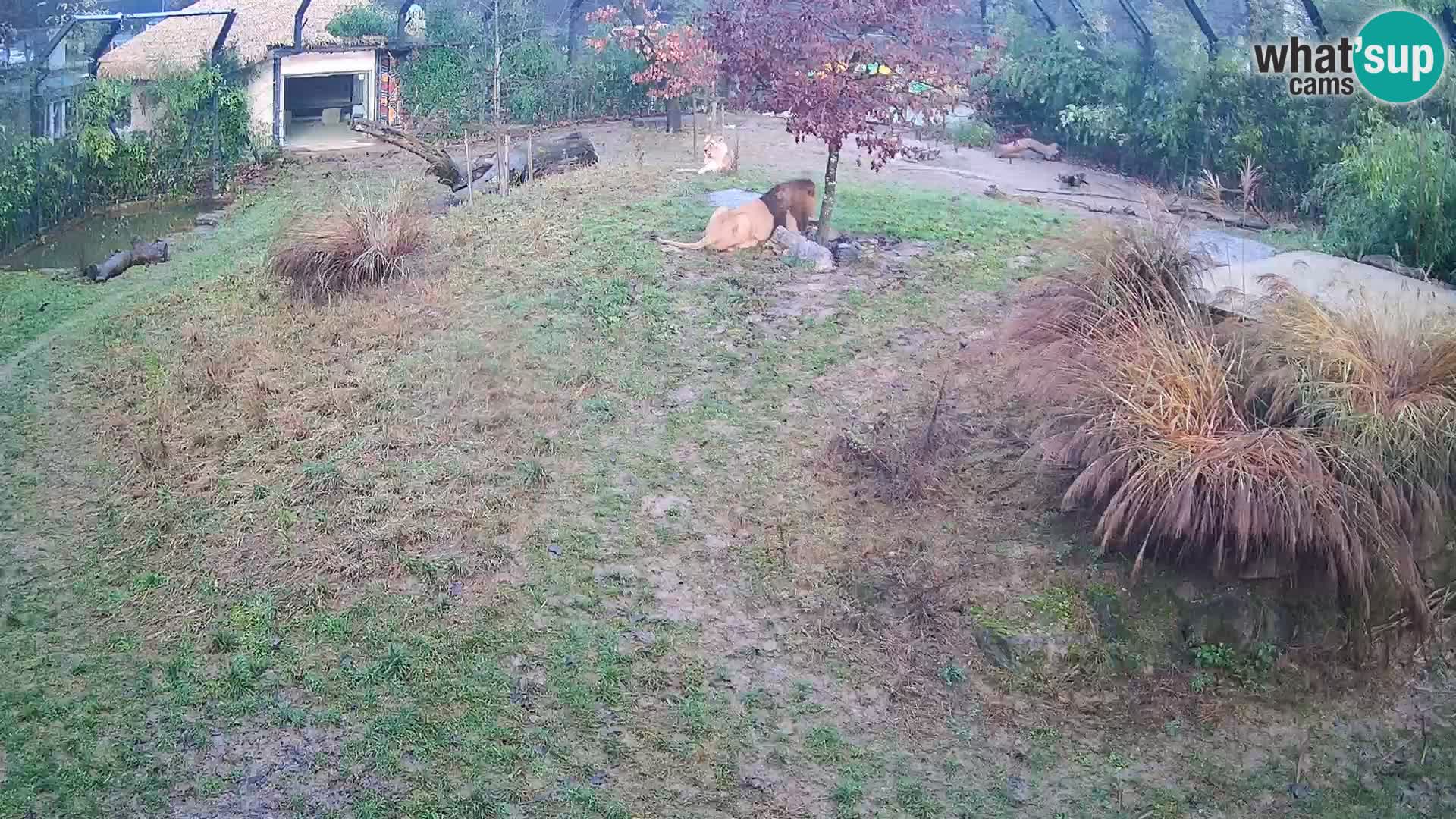 Zoo Lubiana live webcam Leoni