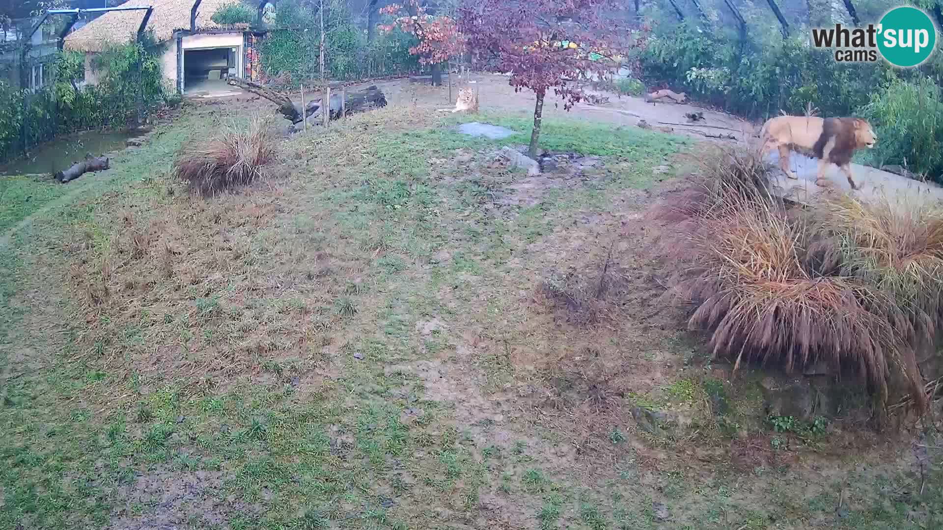 Zoo Ljubljana web kamera Lavovi