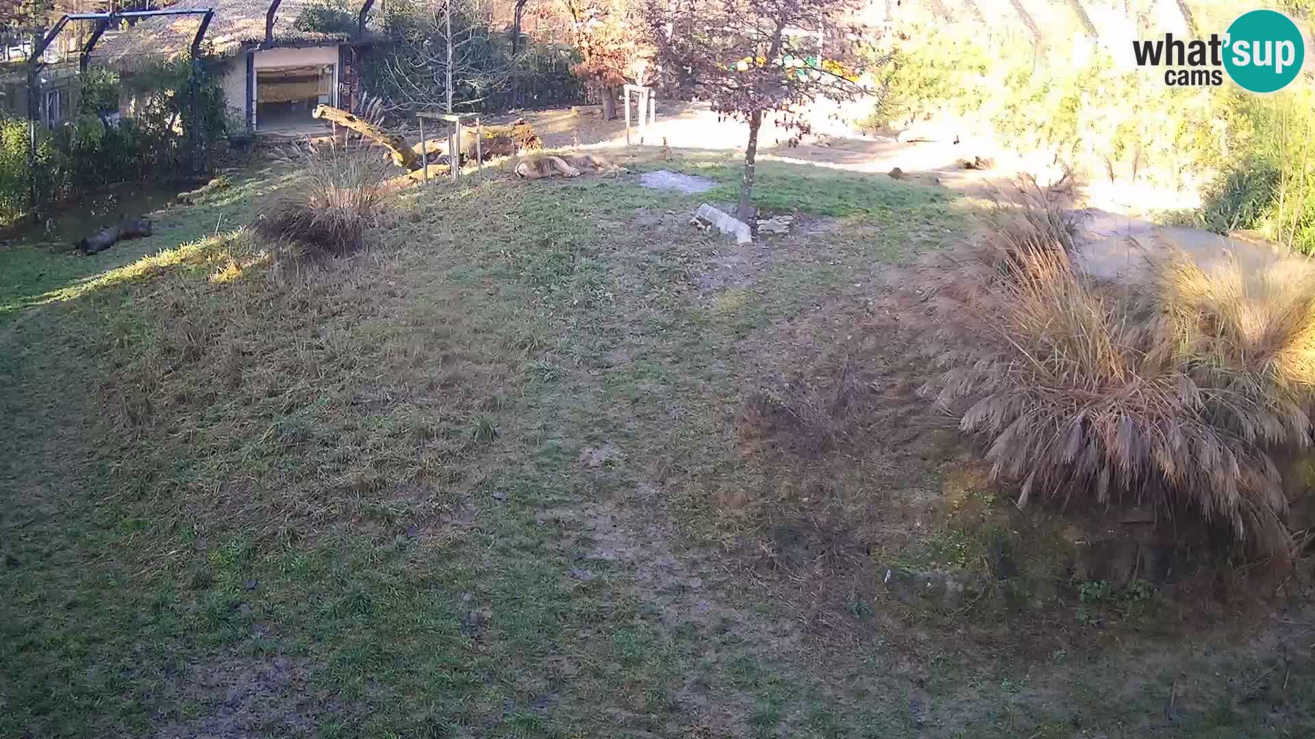 Ljubljana Zoo webcam Lion