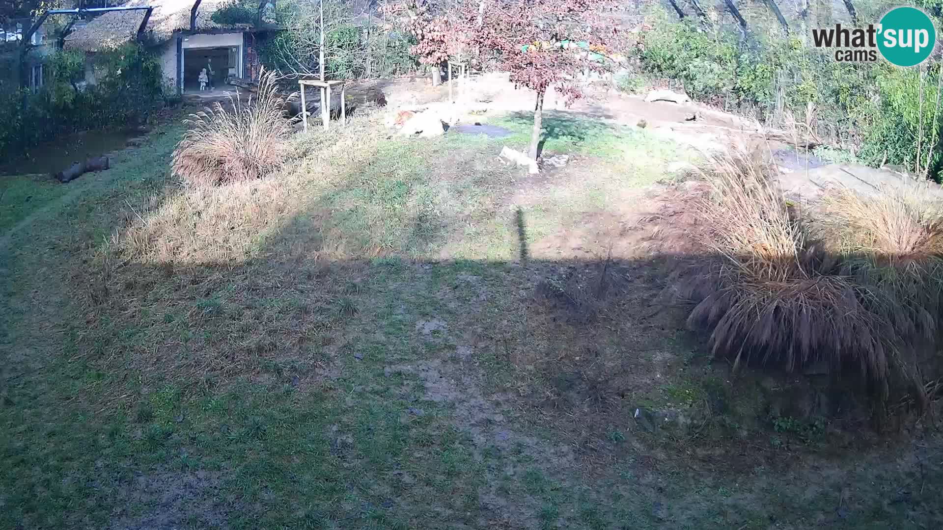 Zoo Lubiana live webcam Leoni