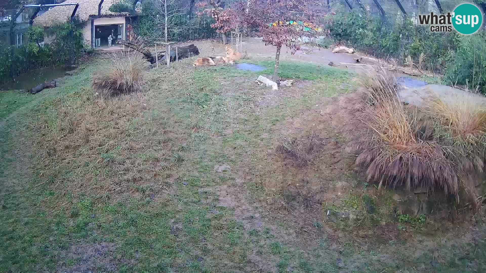 Zoo Ljubljana camera en vivo Leones
