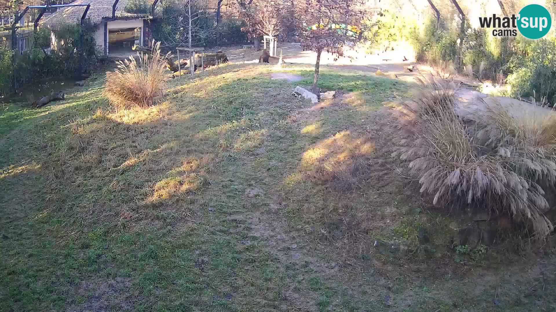 Zoo Ljubljana camera en vivo Leones