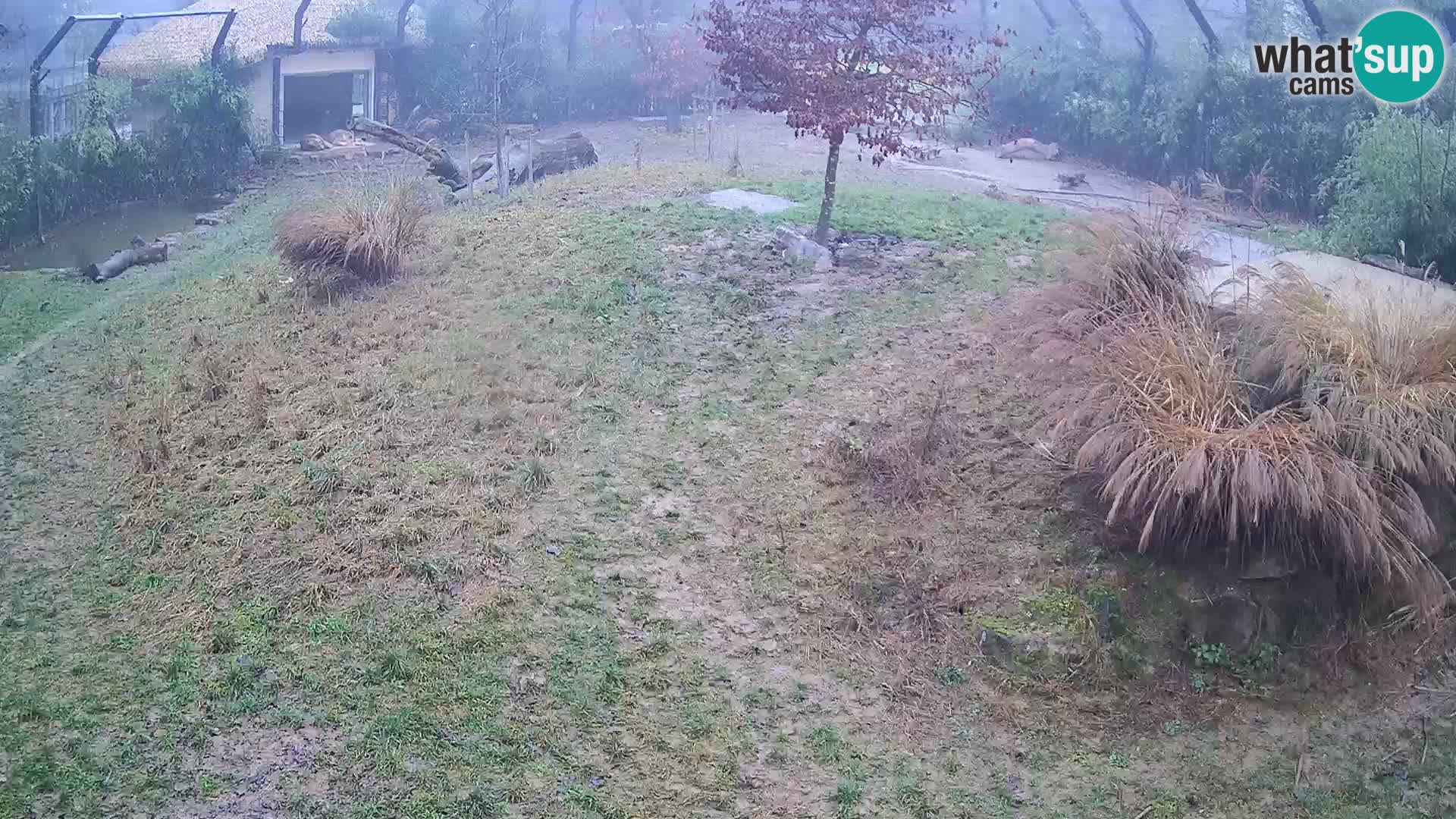 Live Ljubljana Zoo webcam Lion