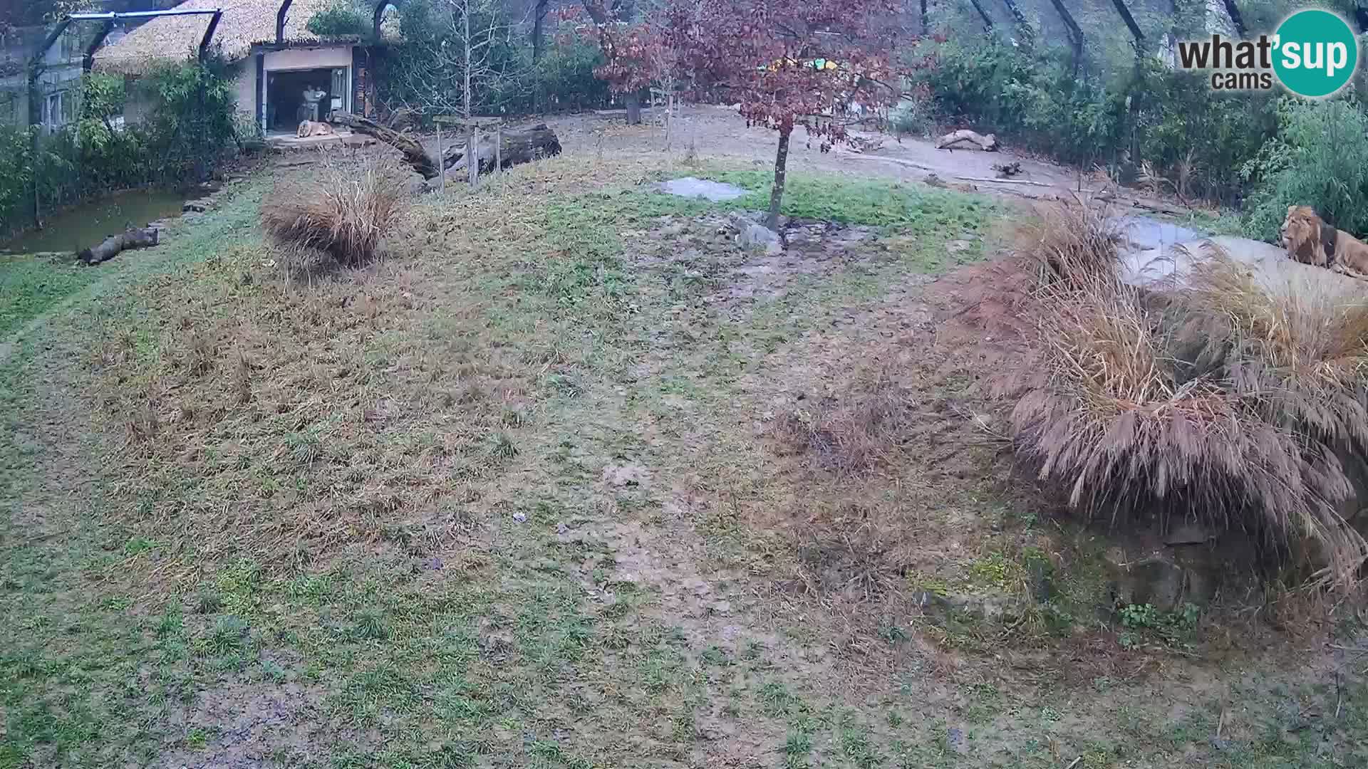 Zoo Lubiana live webcam Leoni