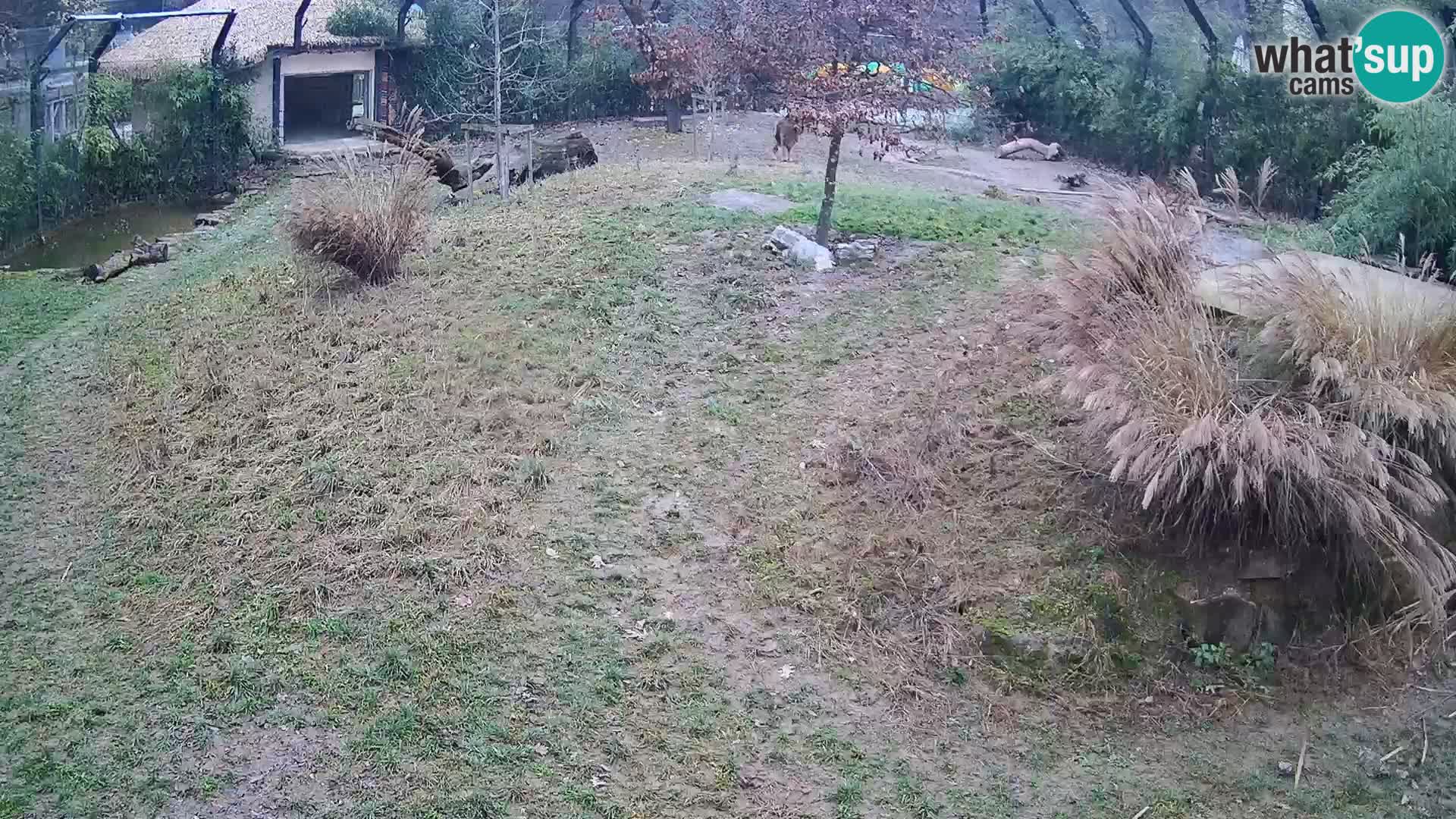 Live Ljubljana Zoo webcam Lion