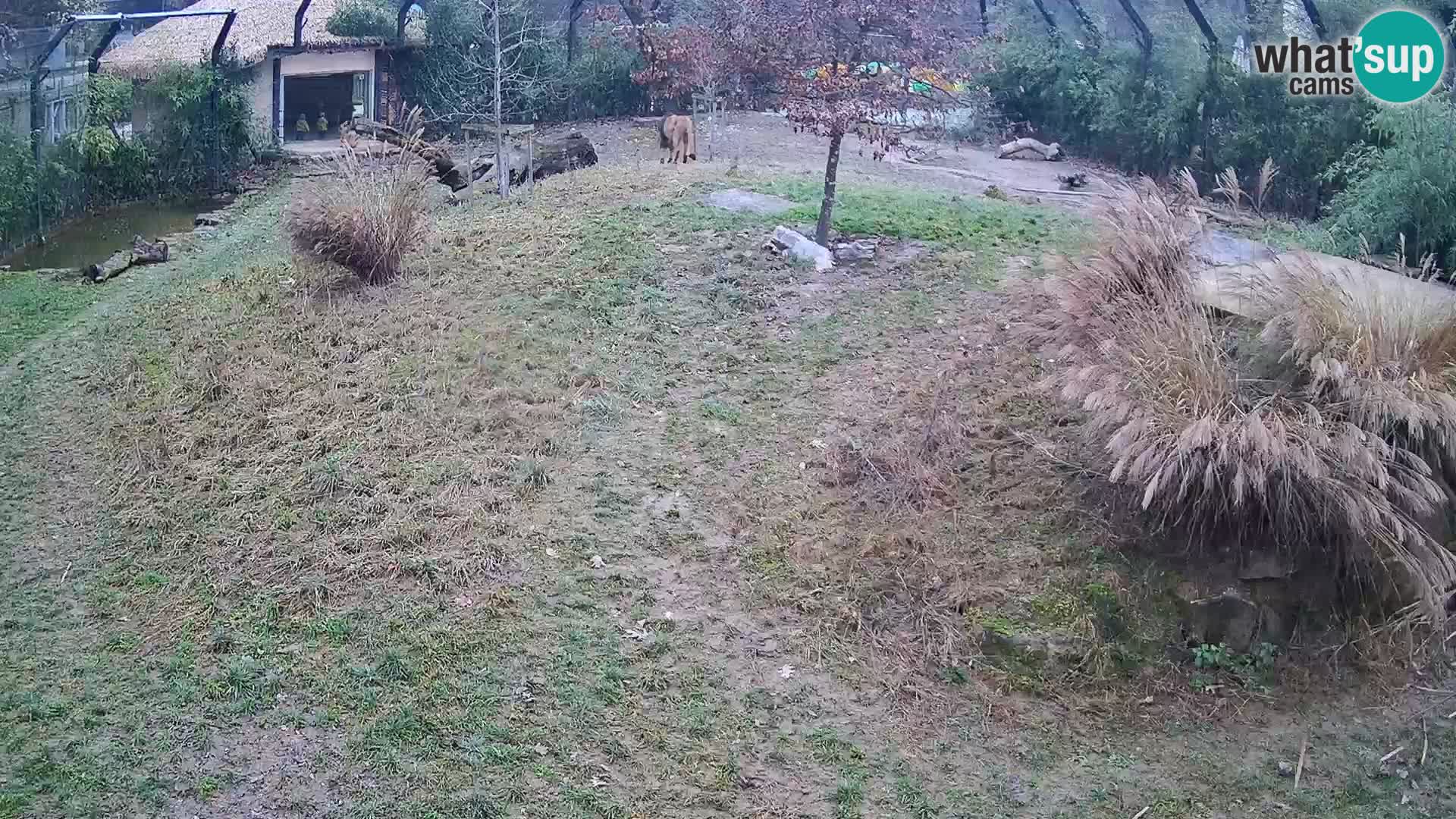 Zoo Ljubljana web kamera Lavovi