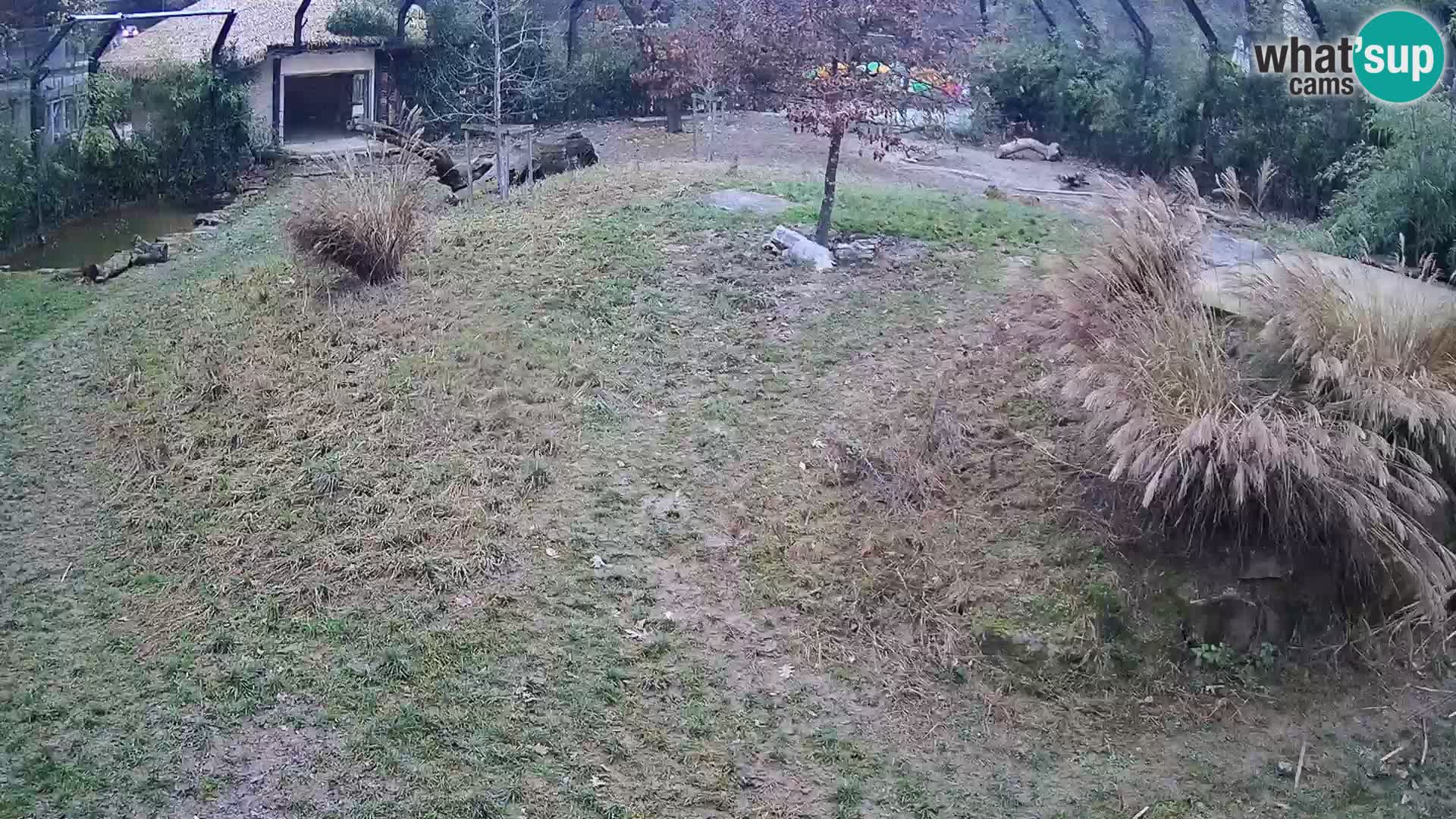 Zoo Ljubljana web kamera Lavovi