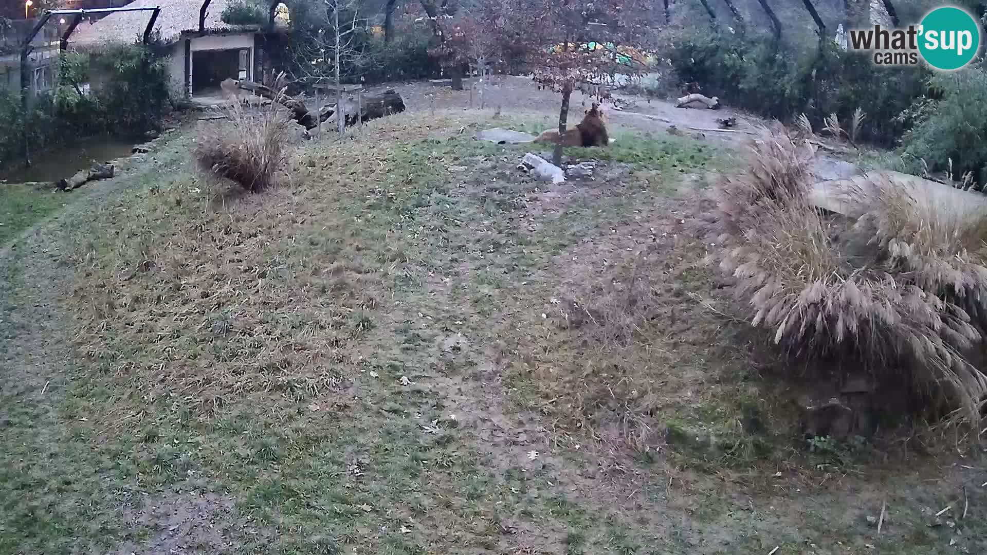 Zoo Ljubljana webcam Löwen