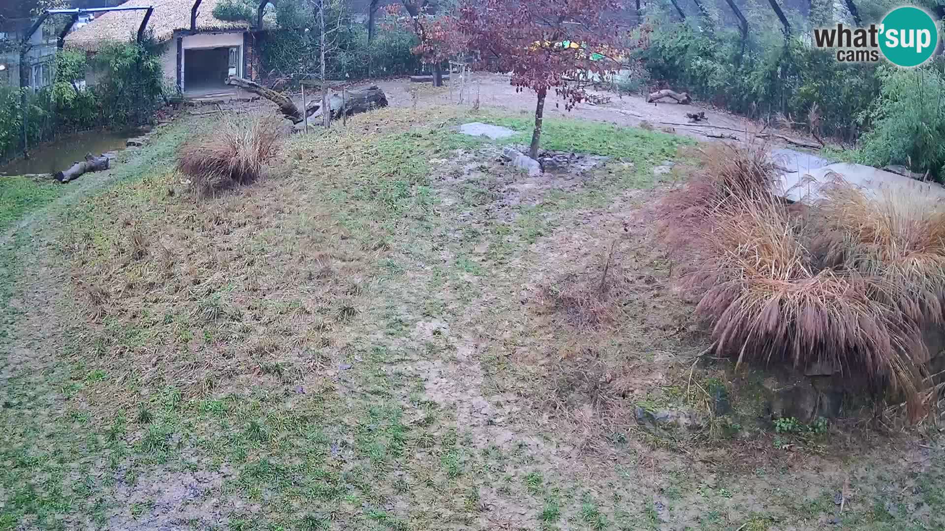 Zoo Lubiana live webcam Leoni