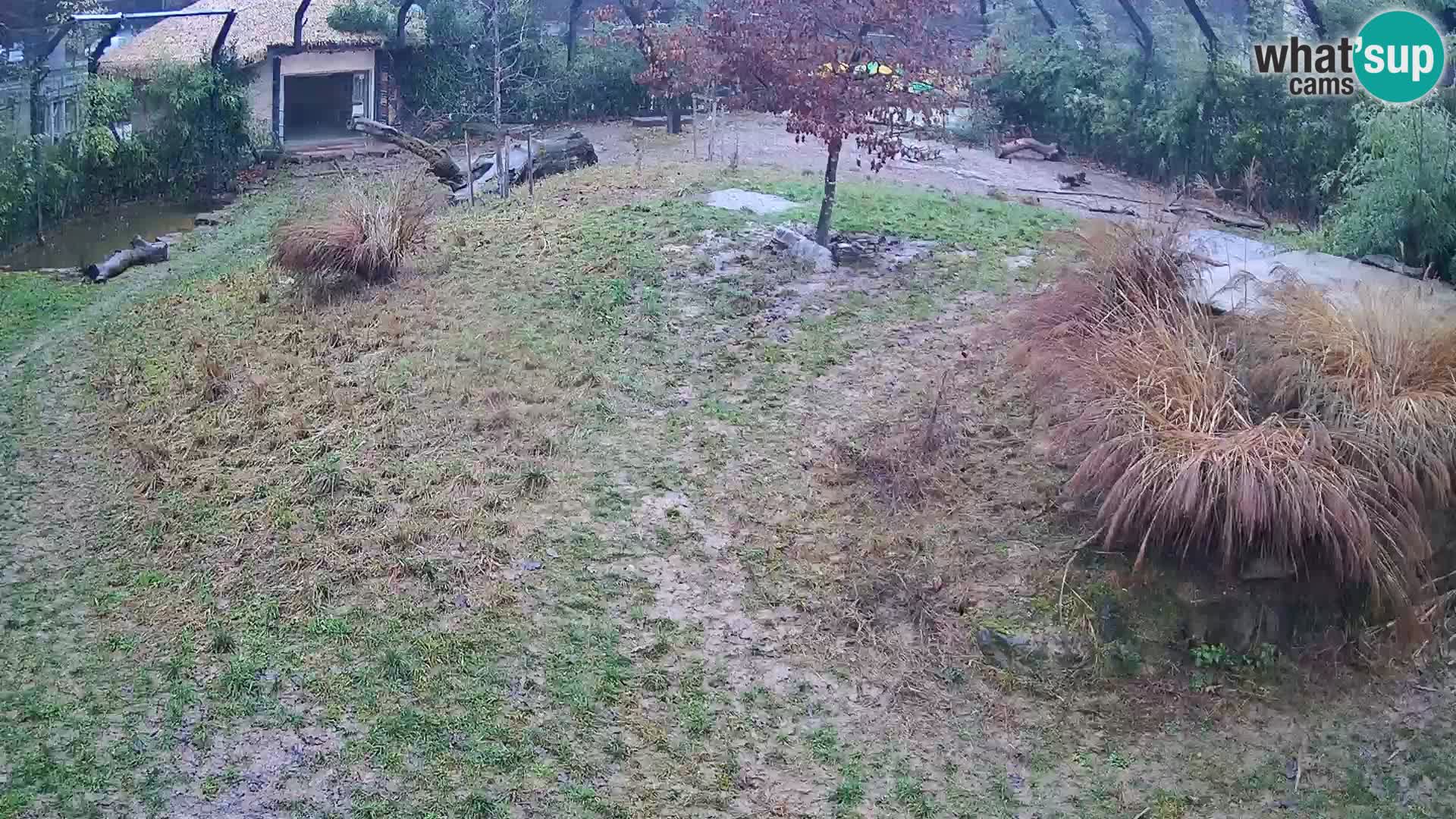 Zoo Lubiana live webcam Leoni
