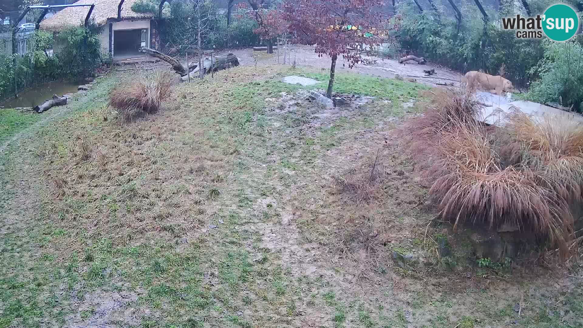 Zoo Ljubljana web kamera Lavovi