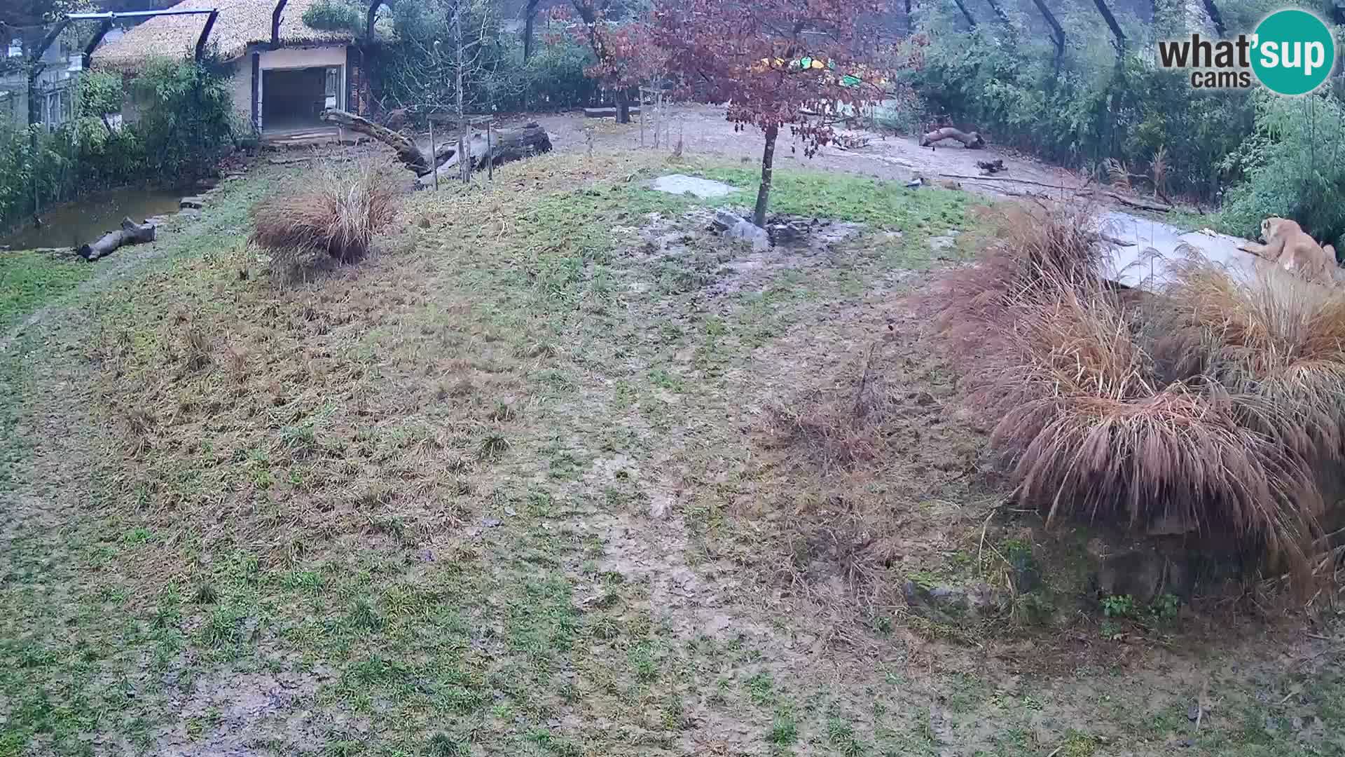 Zoo Ljubljana webcam Löwen