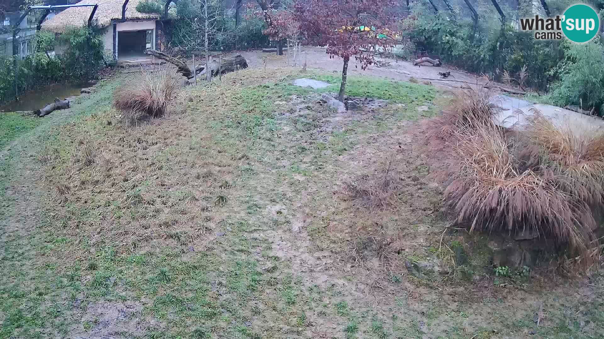 Zoo Ljubljana webcam Löwen