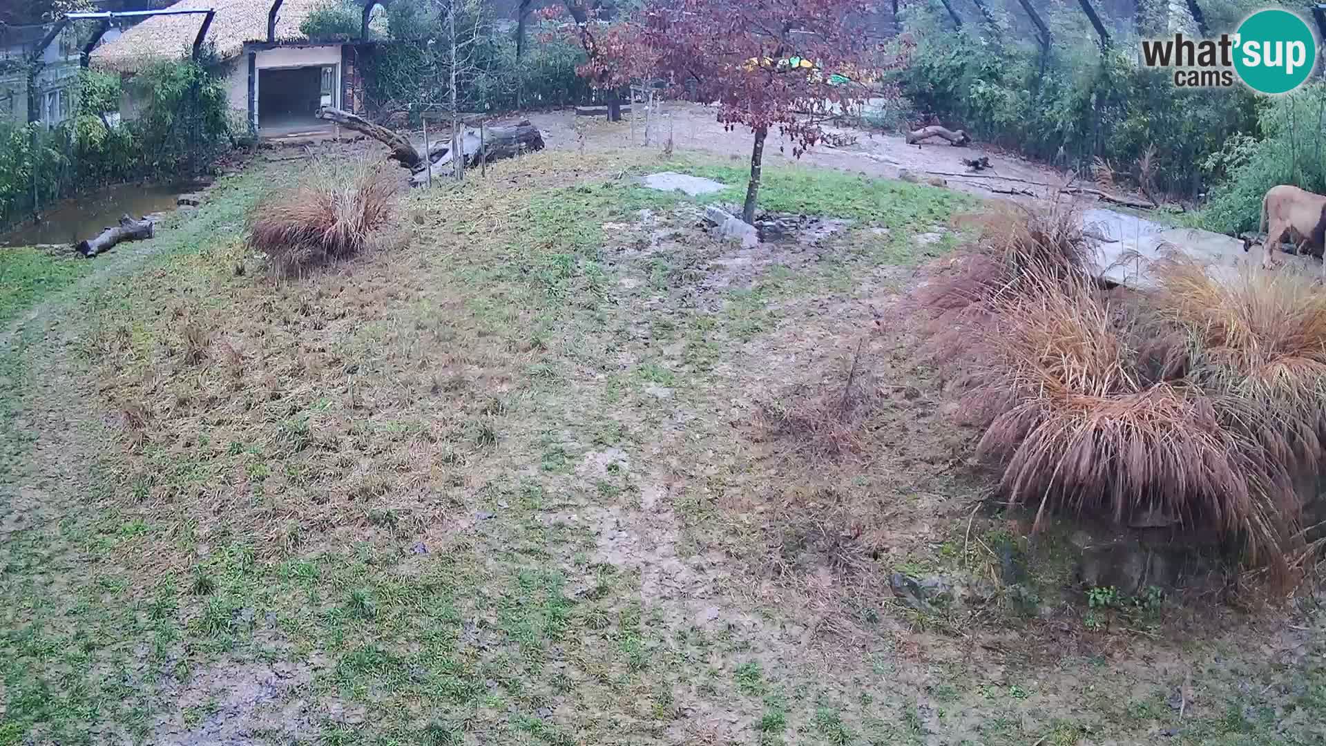 Zoo Ljubljana web kamera Lavovi