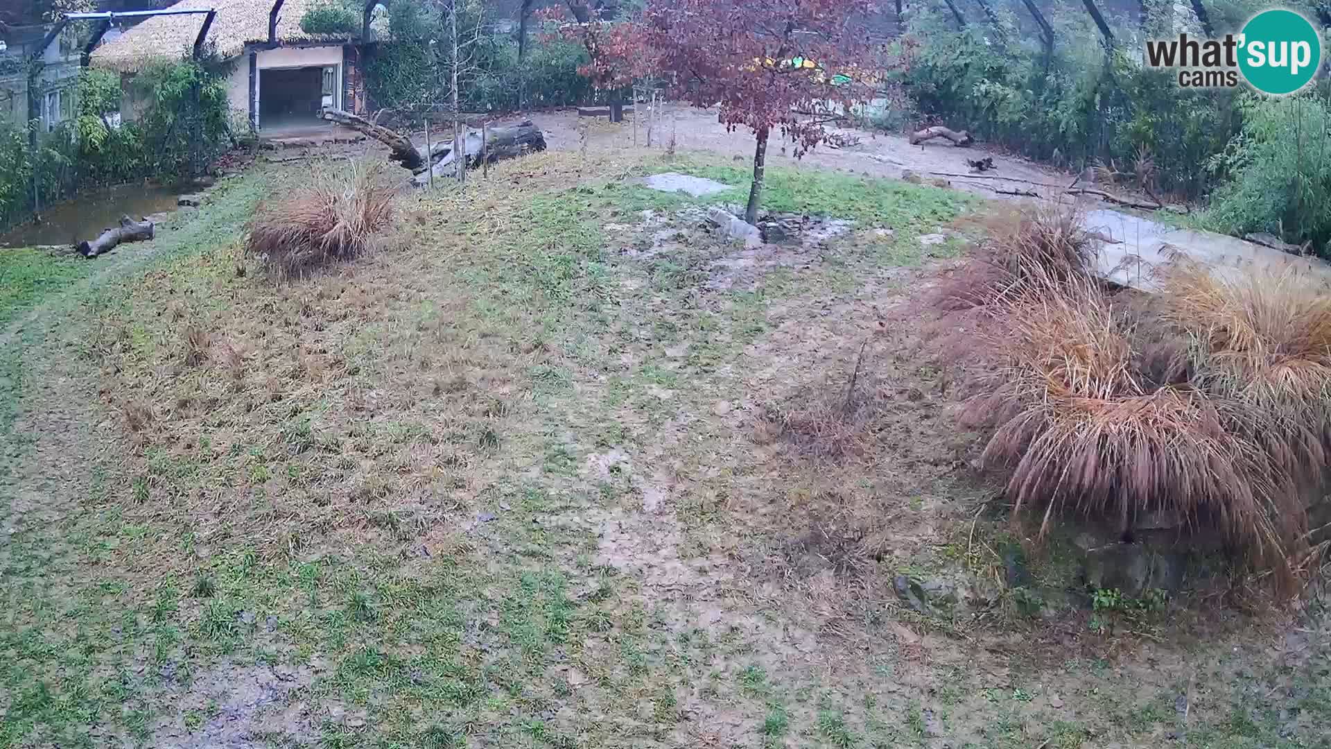 Zoo Ljubljana webcam Löwen