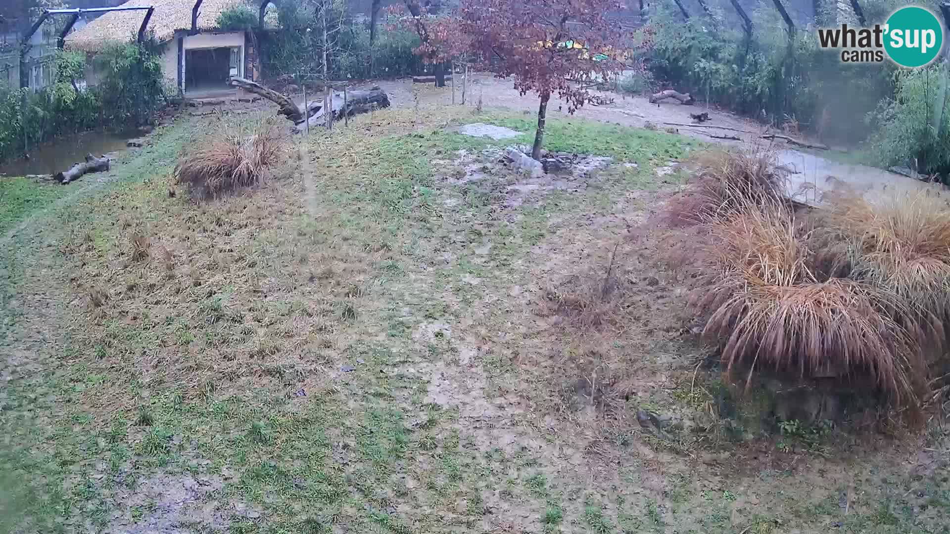 Zoo Ljubljana webcam Löwen