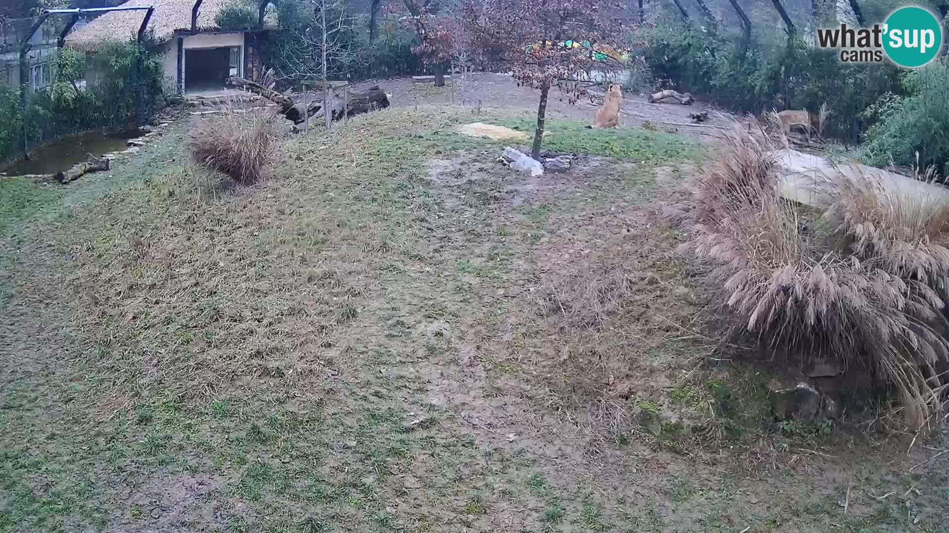 Zoo Lubiana live webcam Leoni