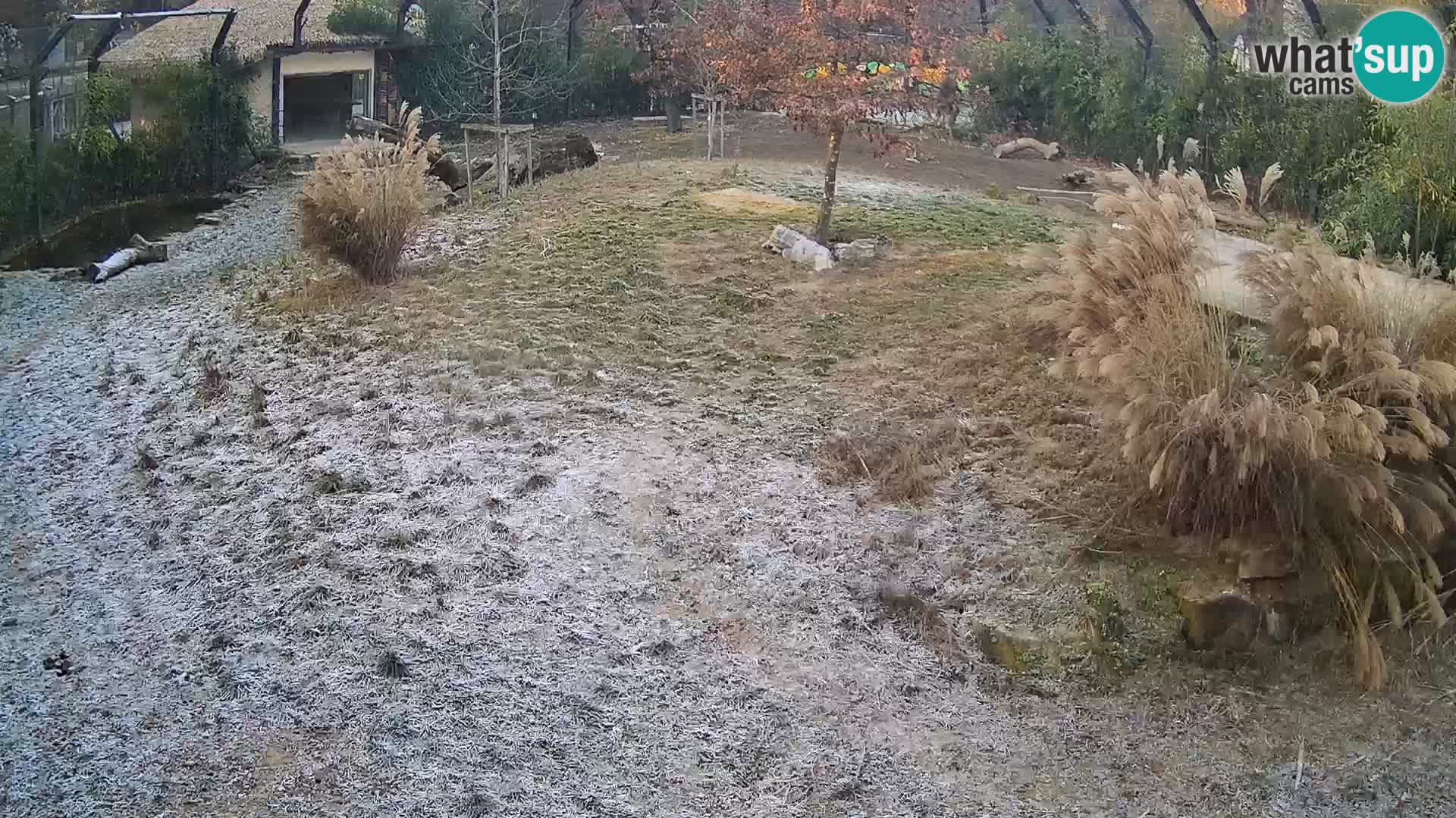 Zoo Lubiana live webcam Leoni