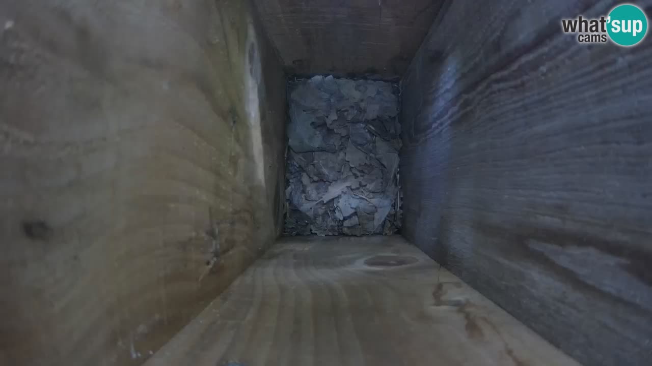 Camera en vivo Comederos para pájaros en ZOO Ljubljana