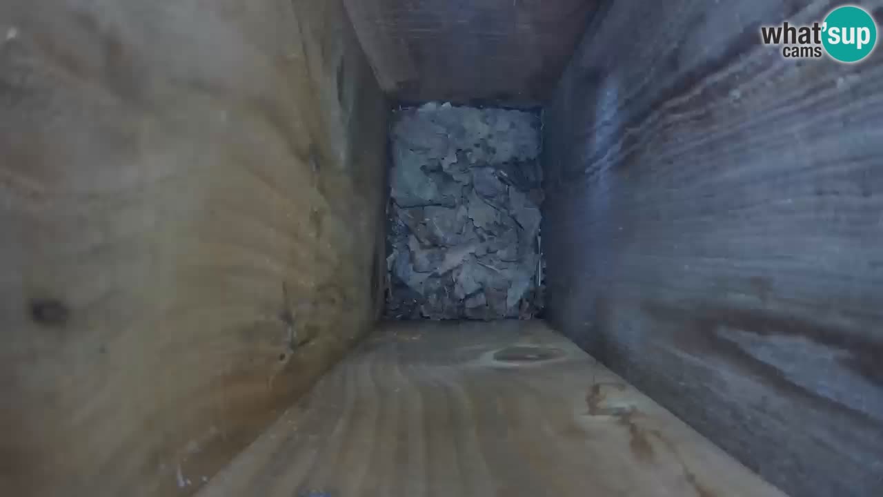 Webcam Mangiatoie per uccelli allo ZOO di Lubiana