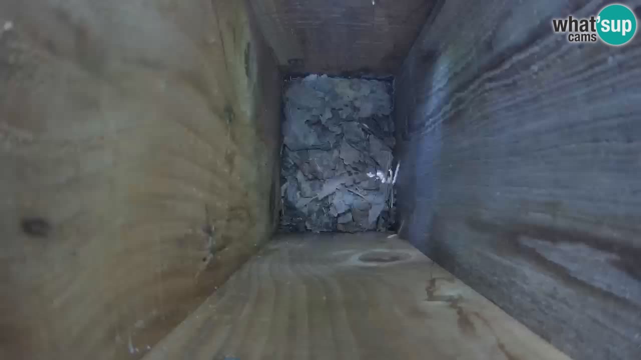 Webcam Mangiatoie per uccelli allo ZOO di Lubiana