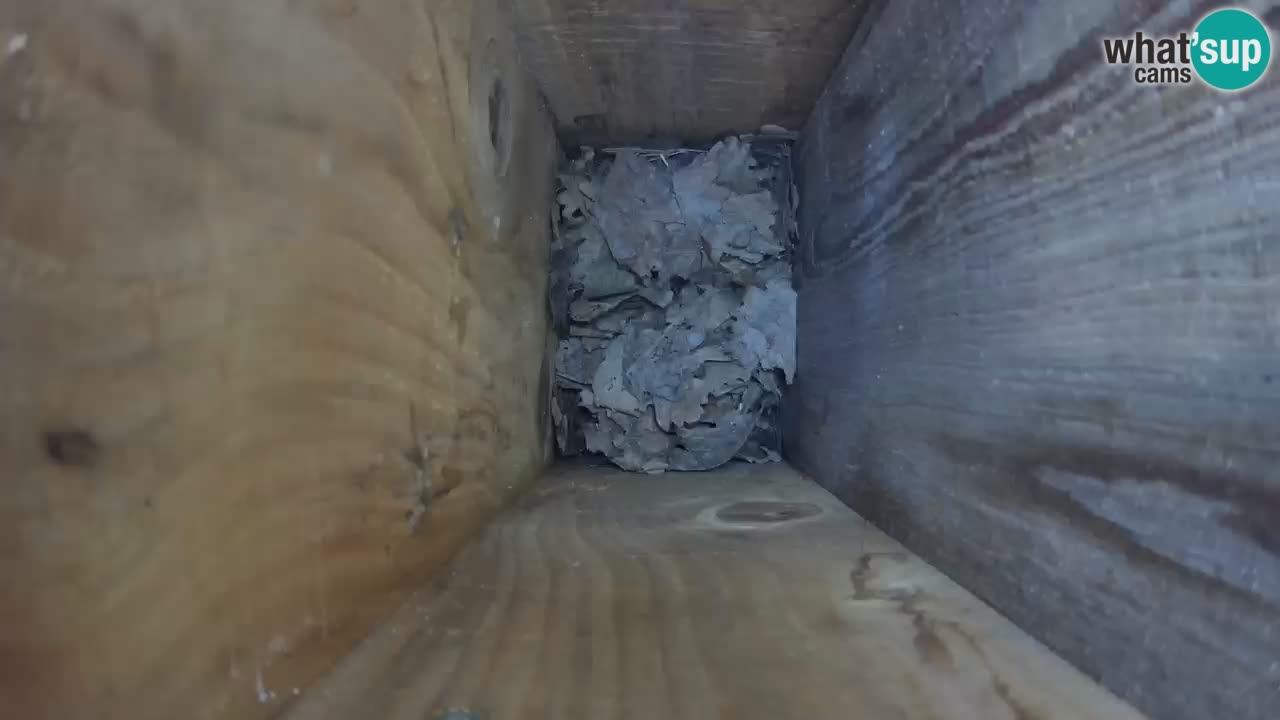 Live webcam Mangeoires pour oiseaux au ZOO Ljubljana