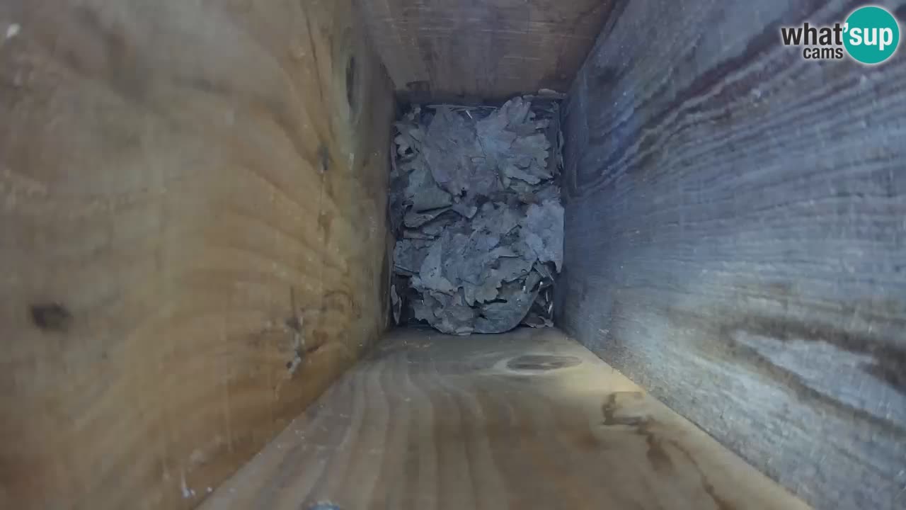 Camera en vivo Comederos para pájaros en ZOO Ljubljana