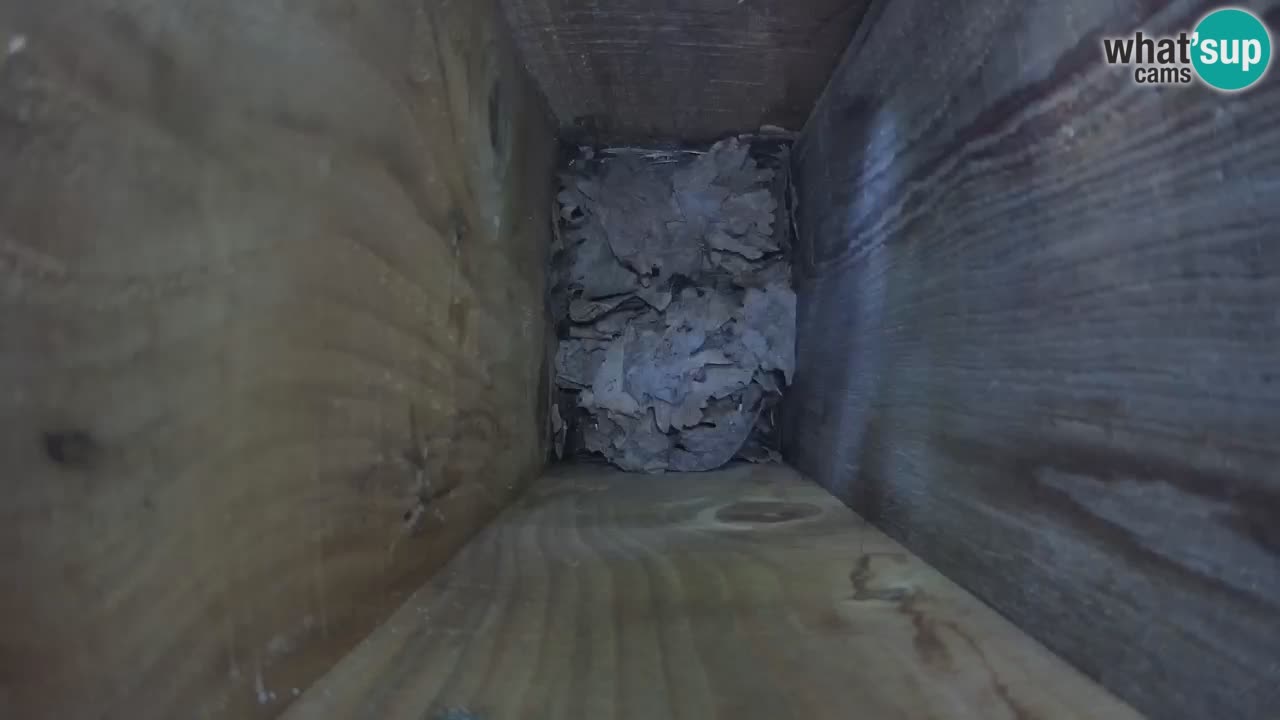 Live webcam Mangeoires pour oiseaux au ZOO Ljubljana